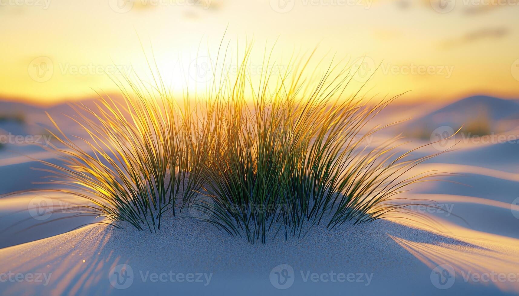 Grass in the sand photo