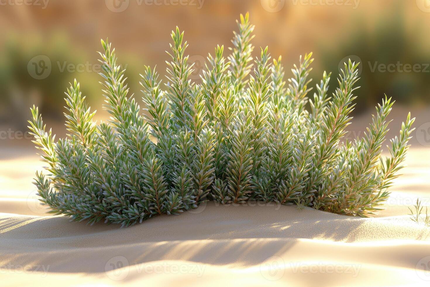 A plant growing in the sand in the desert photo