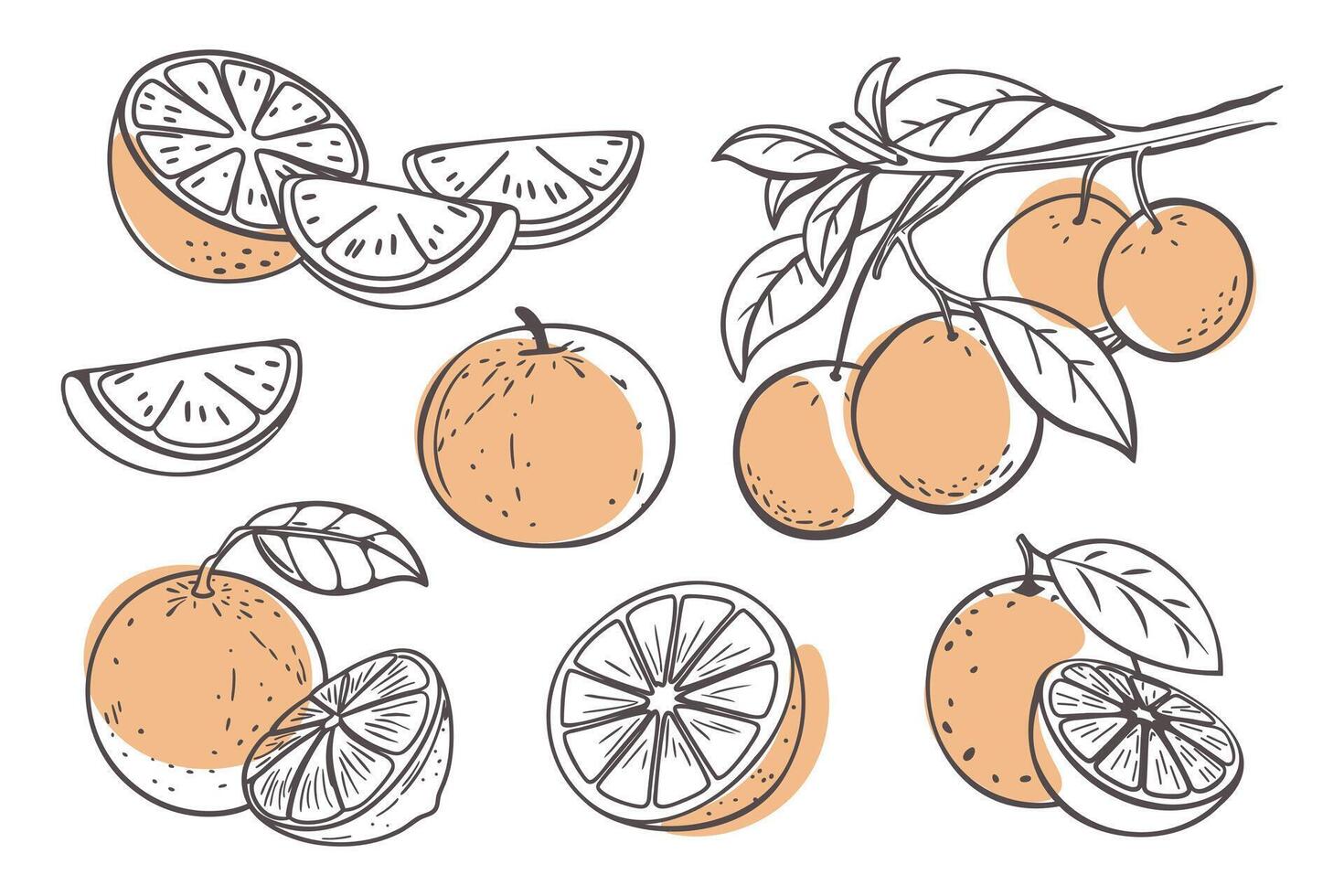 Orange fruit outline set. Collection of orange sketches with yellow spots. Hand drawn illustration. Doodle sketch icons. vector
