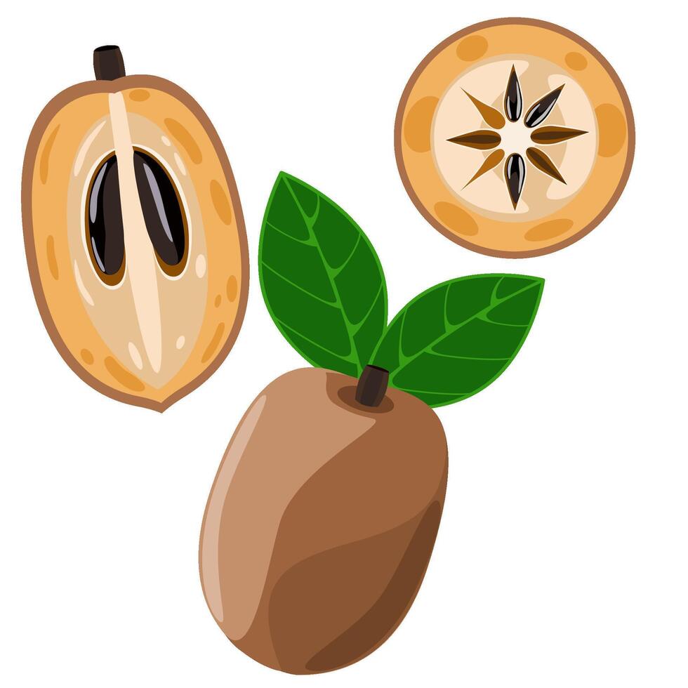 Sapodilla fruit set with whole, cut and sliced vector