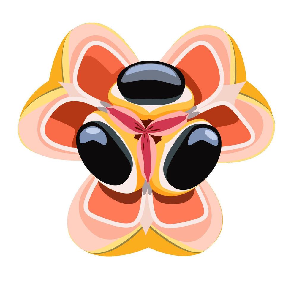 Ackee tropical Jamaican open fruit vector
