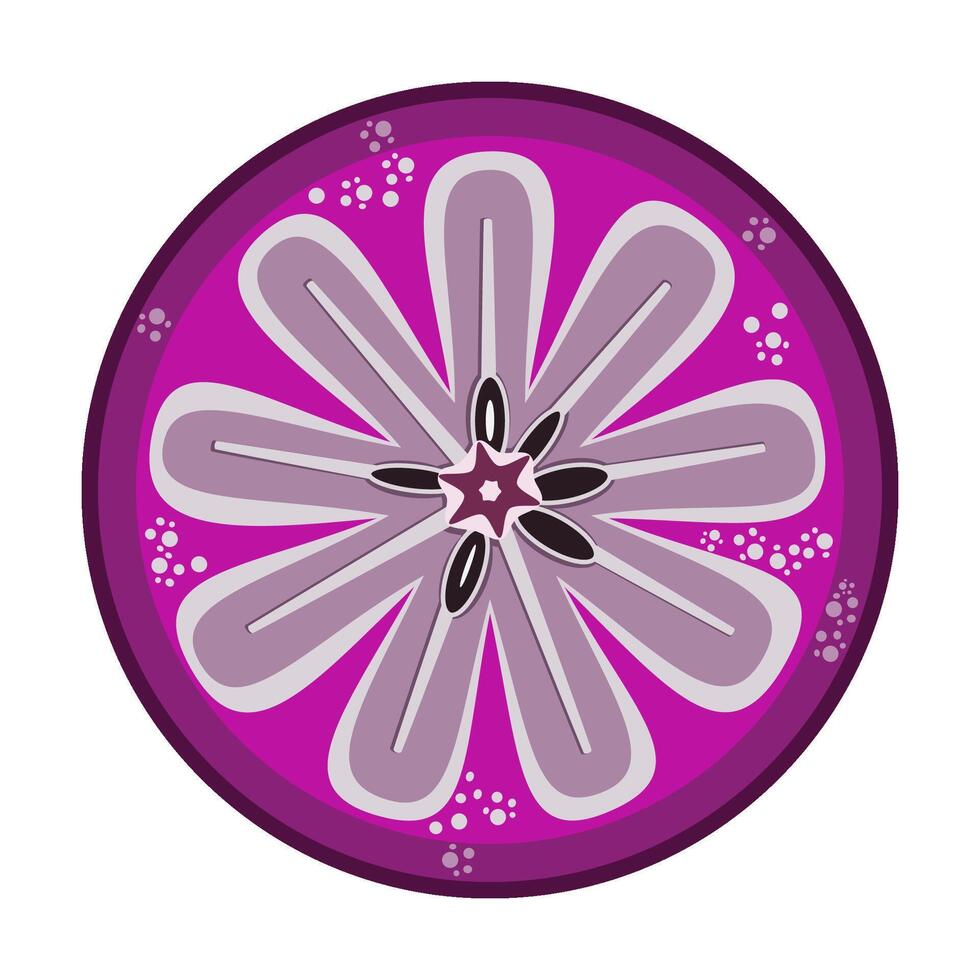 Star apple slice tropical fruit vector
