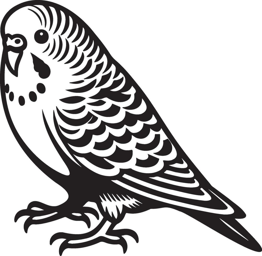 Budgie Sketch Illustration. vector