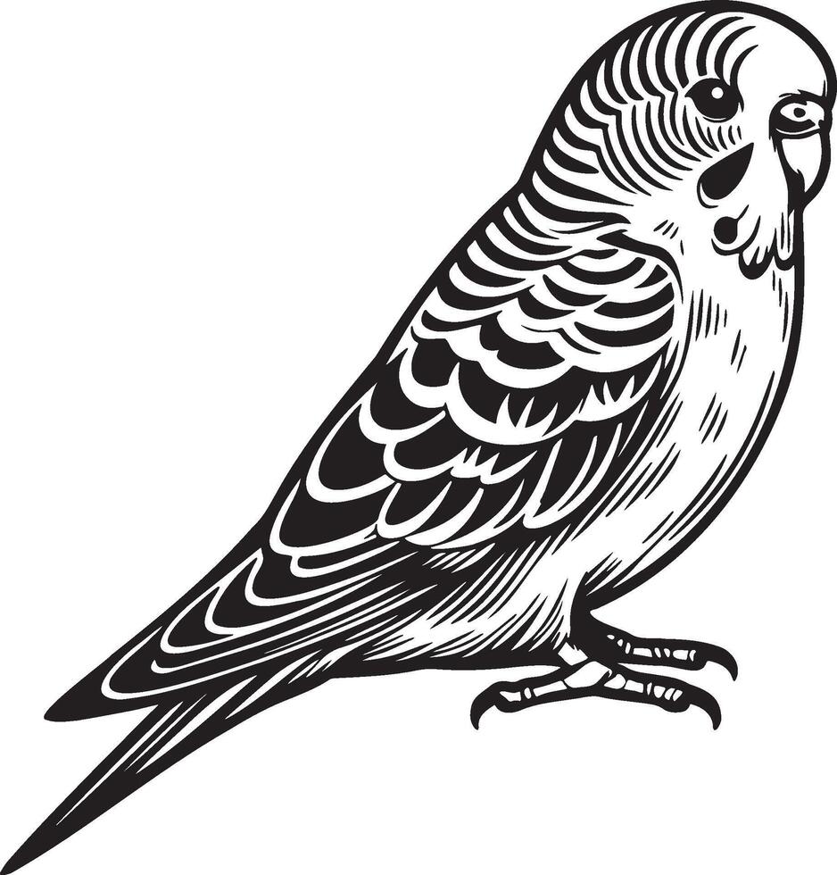 Budgie Pet Sketch Illustration. vector