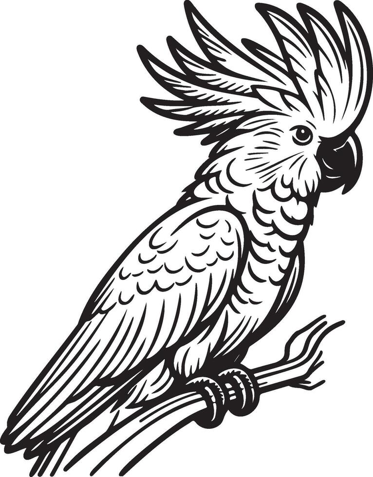 Cockatoo Pet Illustration. vector