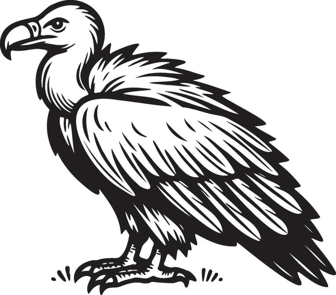 Vulture Sketch Illustration. vector