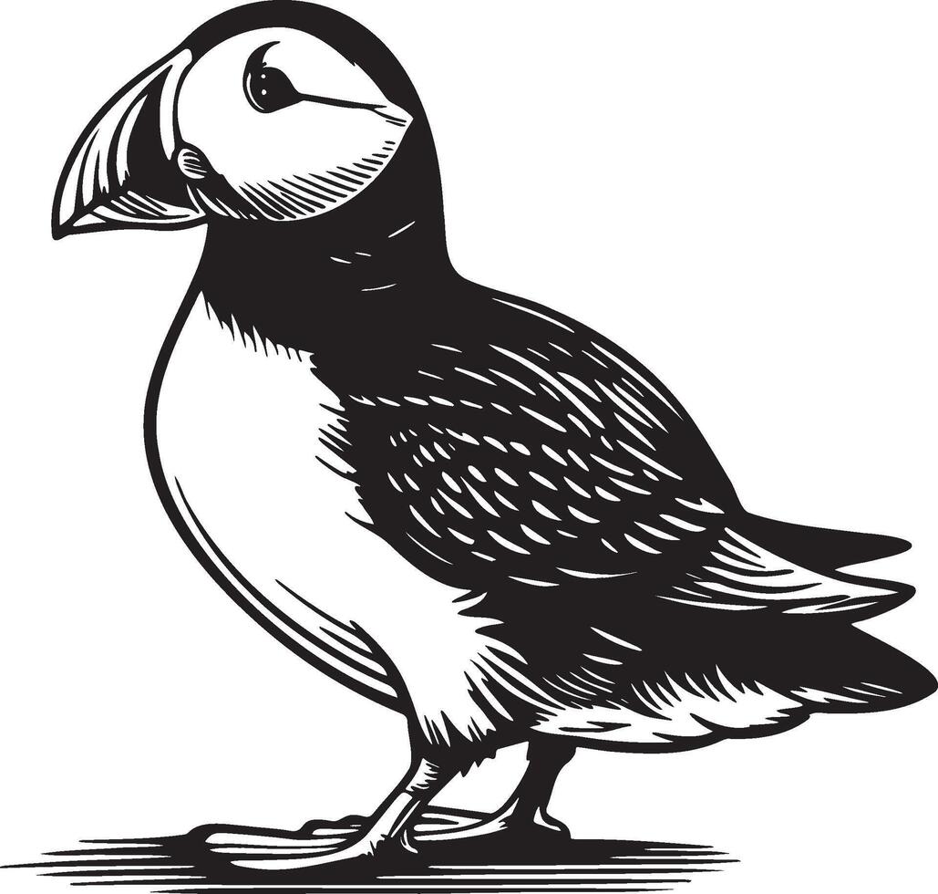 Puffin Sketch Drawing. vector