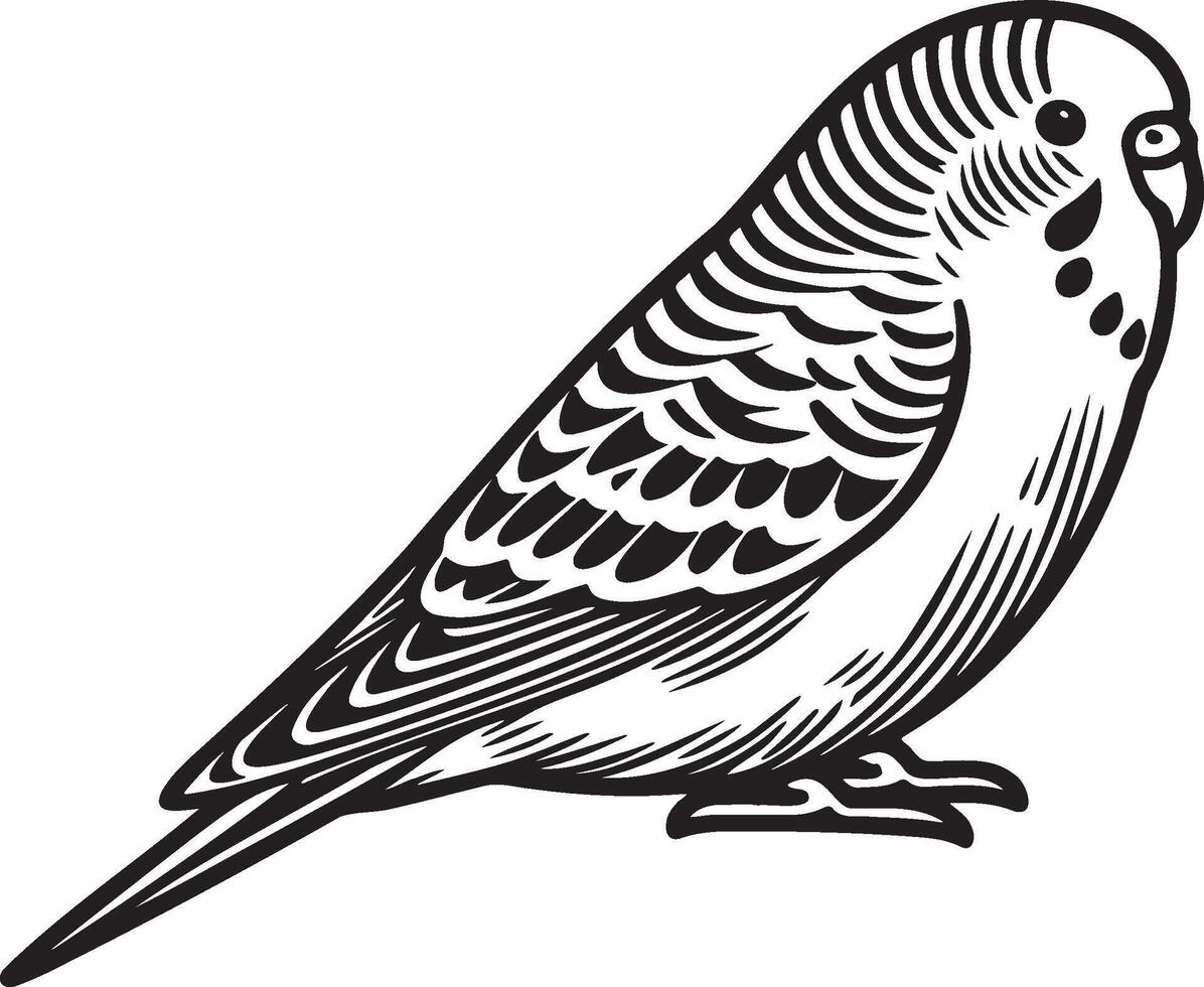 Budgie Pet on Ground Sketch Illustration. vector