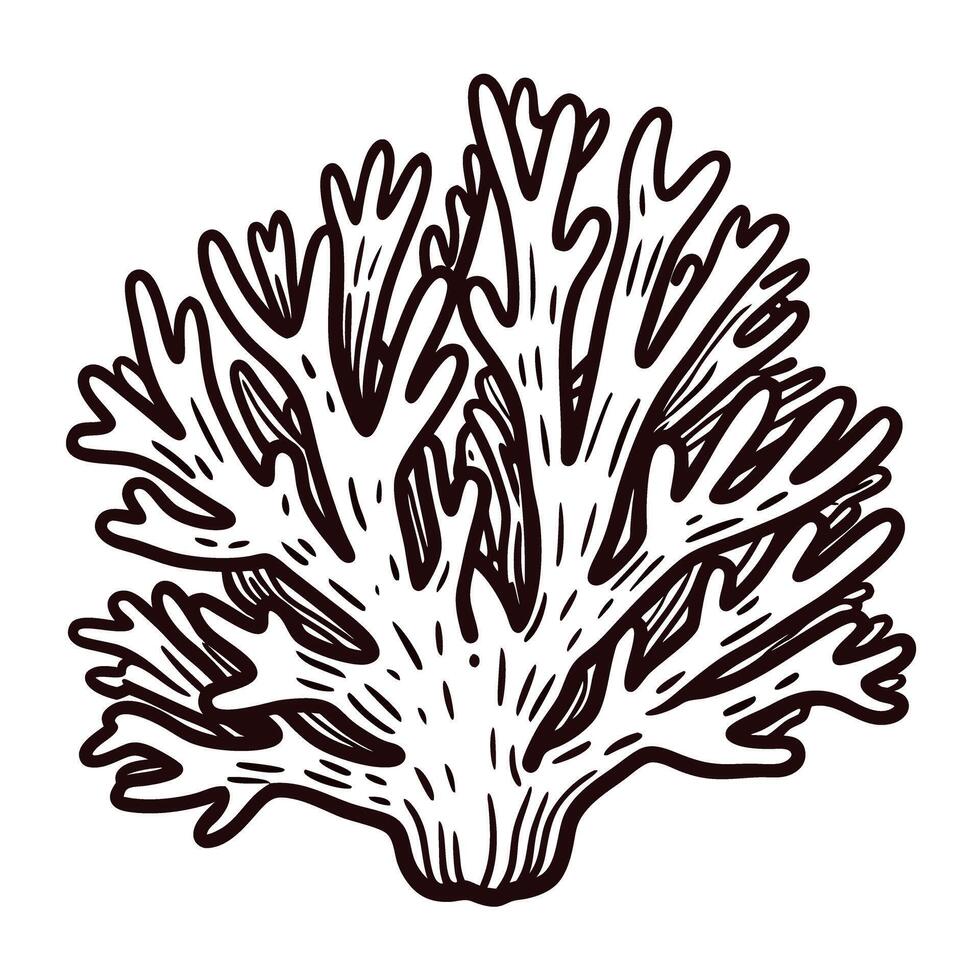 Detailed line art of branching coral on white background vector