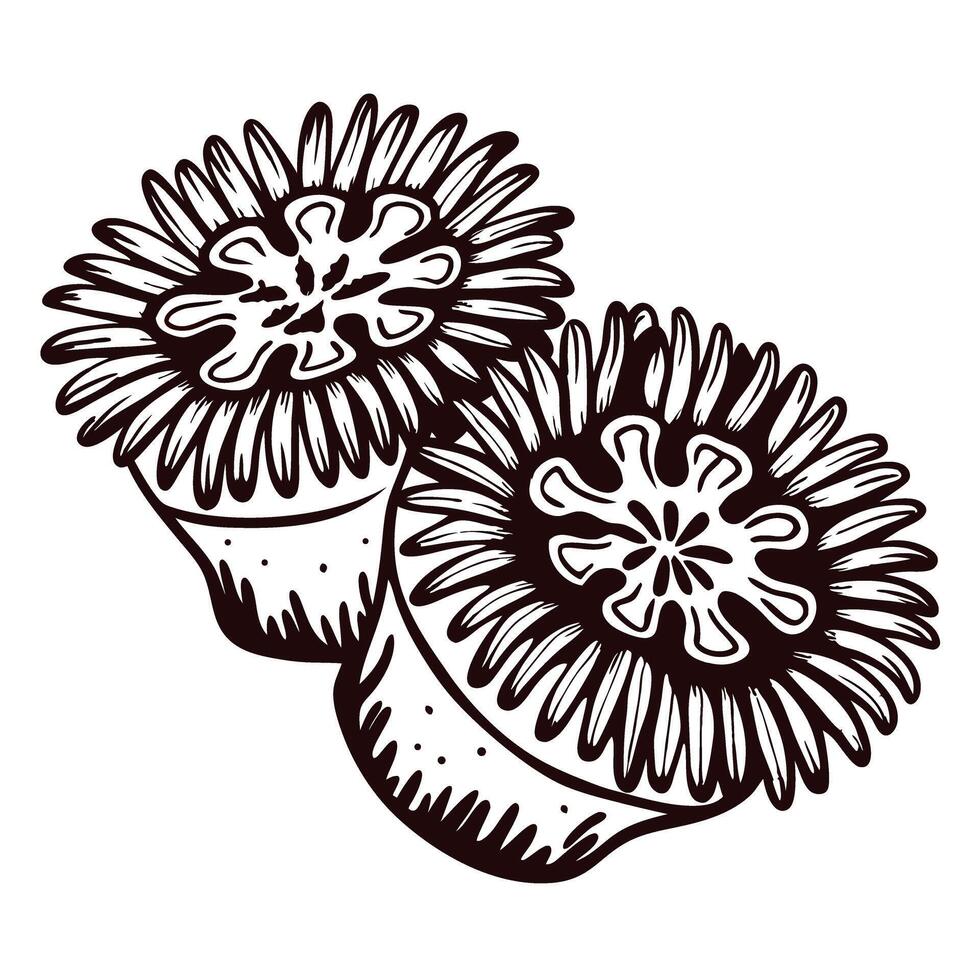 Hand drawn passion fruit featuring detailed flower design vector
