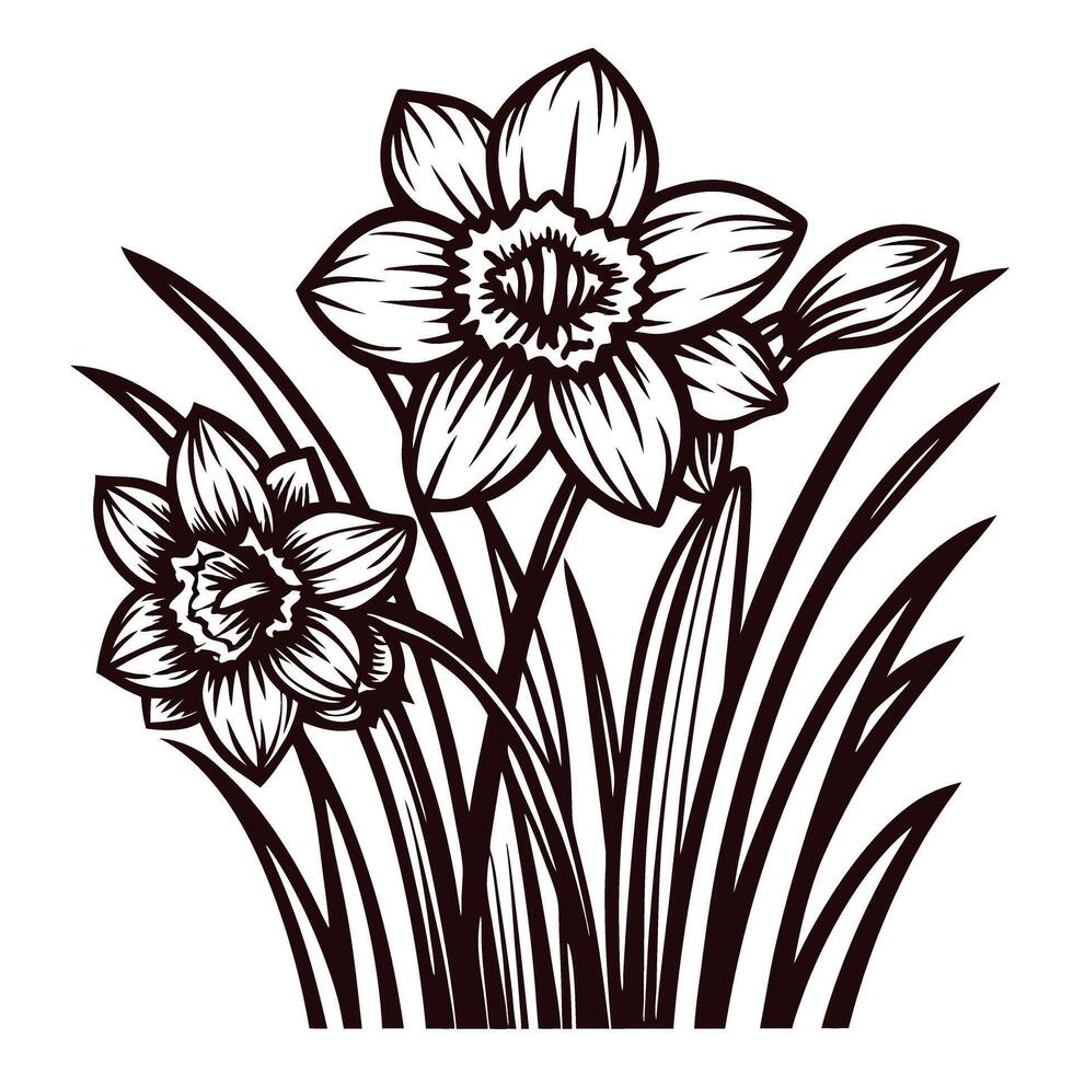 Elegant daffodil flowers in bloom with leaves in stylized black and white vector