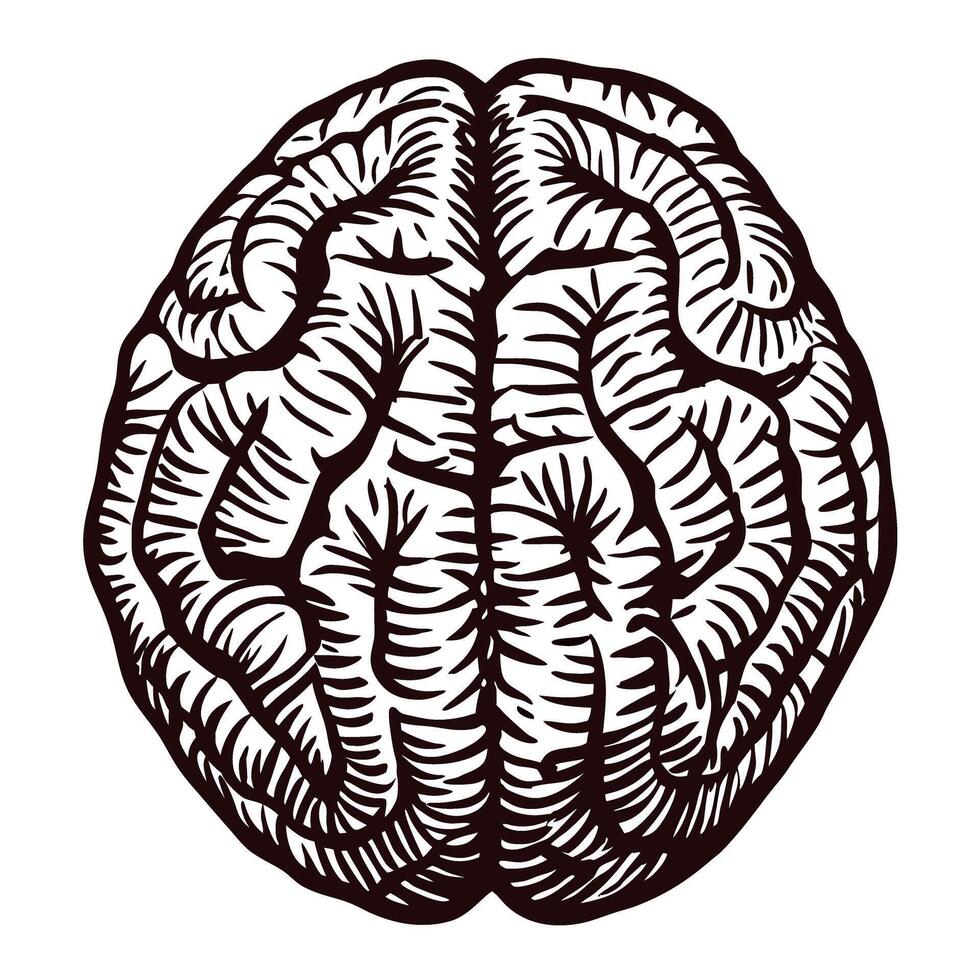 Detailed black and white of a human brain with intricate patterns vector