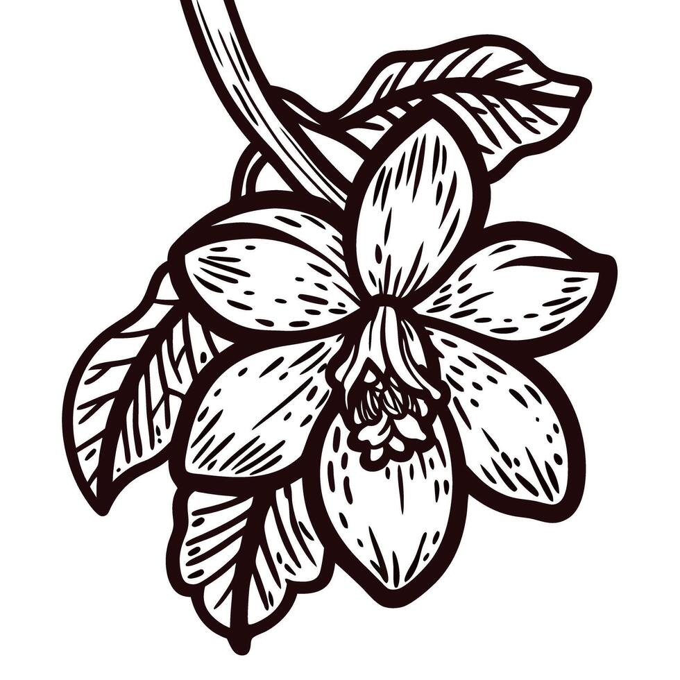 Botanical of vanilla orchid plant with leaves and pod details vector