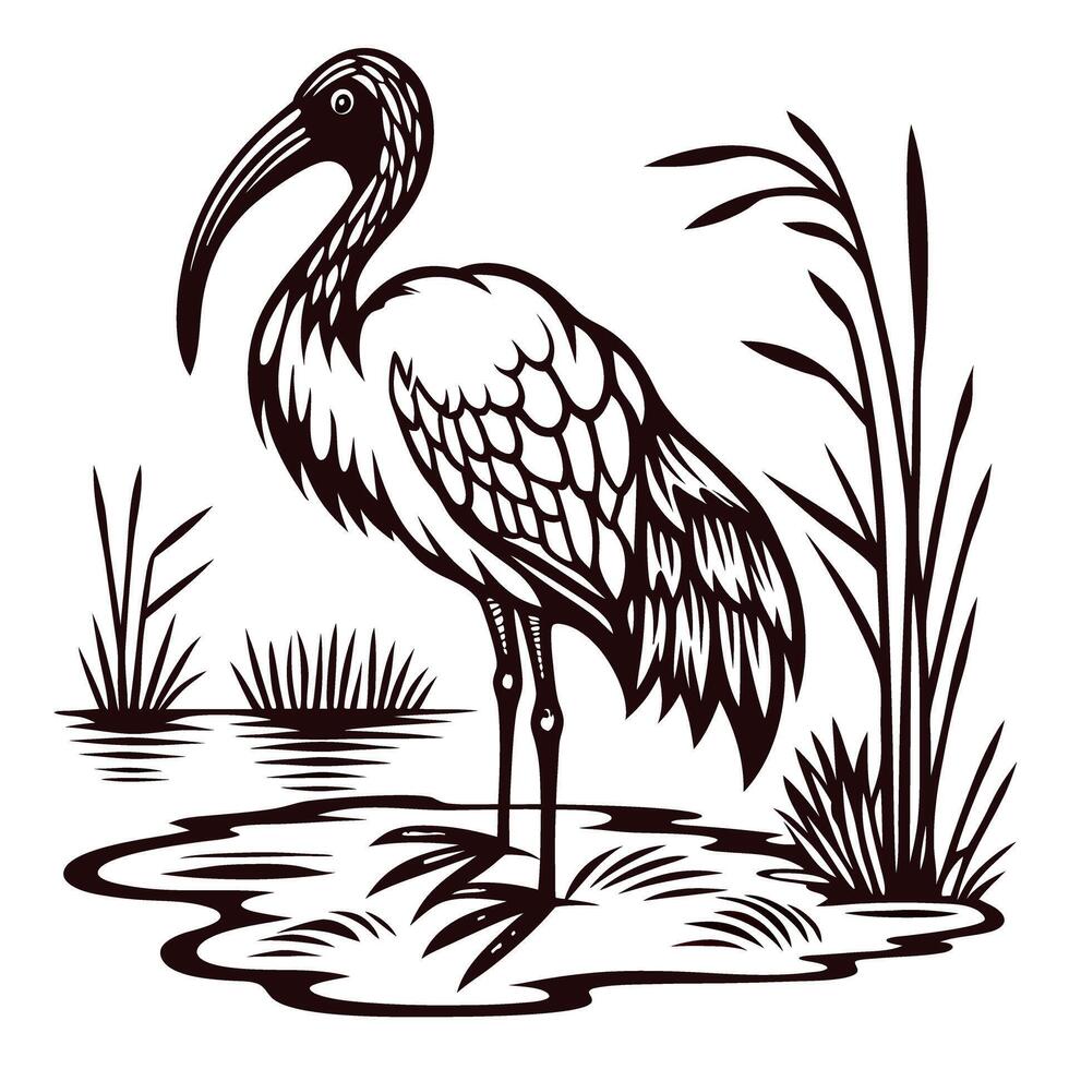 of an ibis standing by a pond with reeds and aquatic plants vector