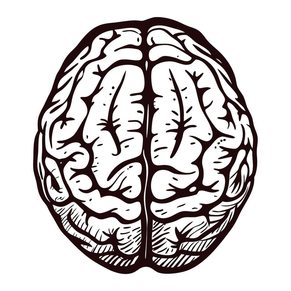 Intricate black and white of a human brain from a top view vector