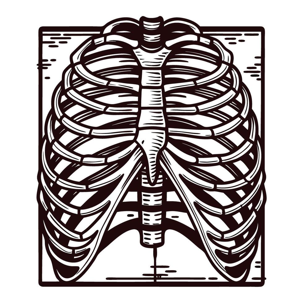 Detailed of human rib cage anatomy with emphasis on structural complexity vector