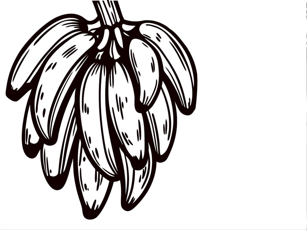 Hand drawn banana bunch on white background vector