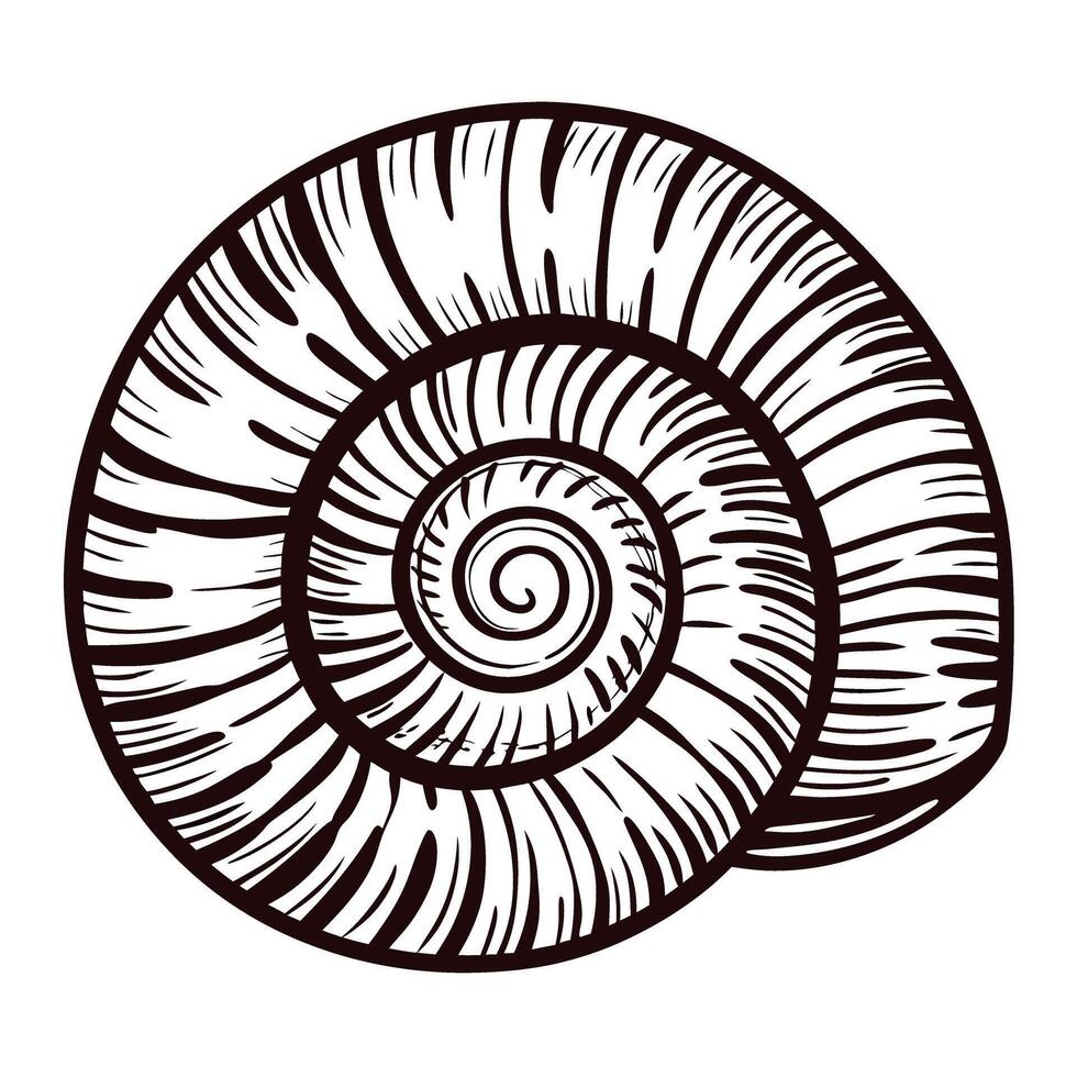 Intricate spiral shell line art with concentric patterns and textured details vector