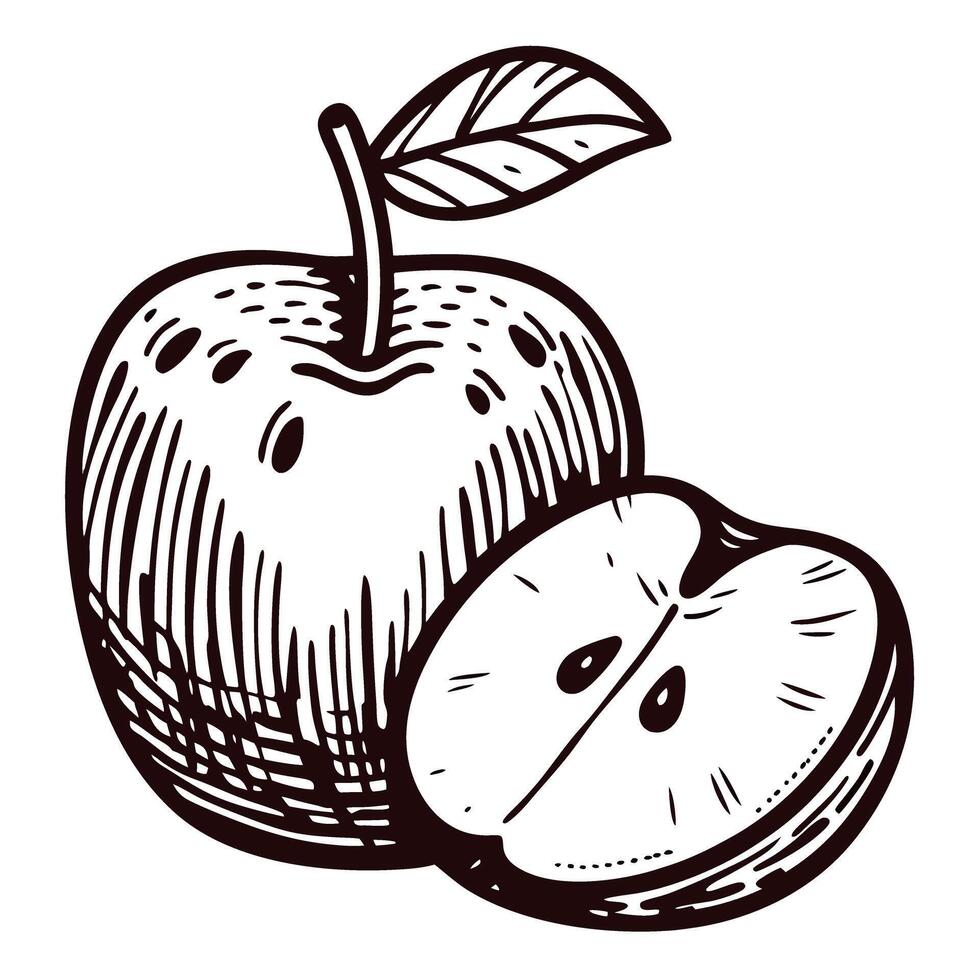 Detailed black and white of a whole apple and sliced half with leaf vector