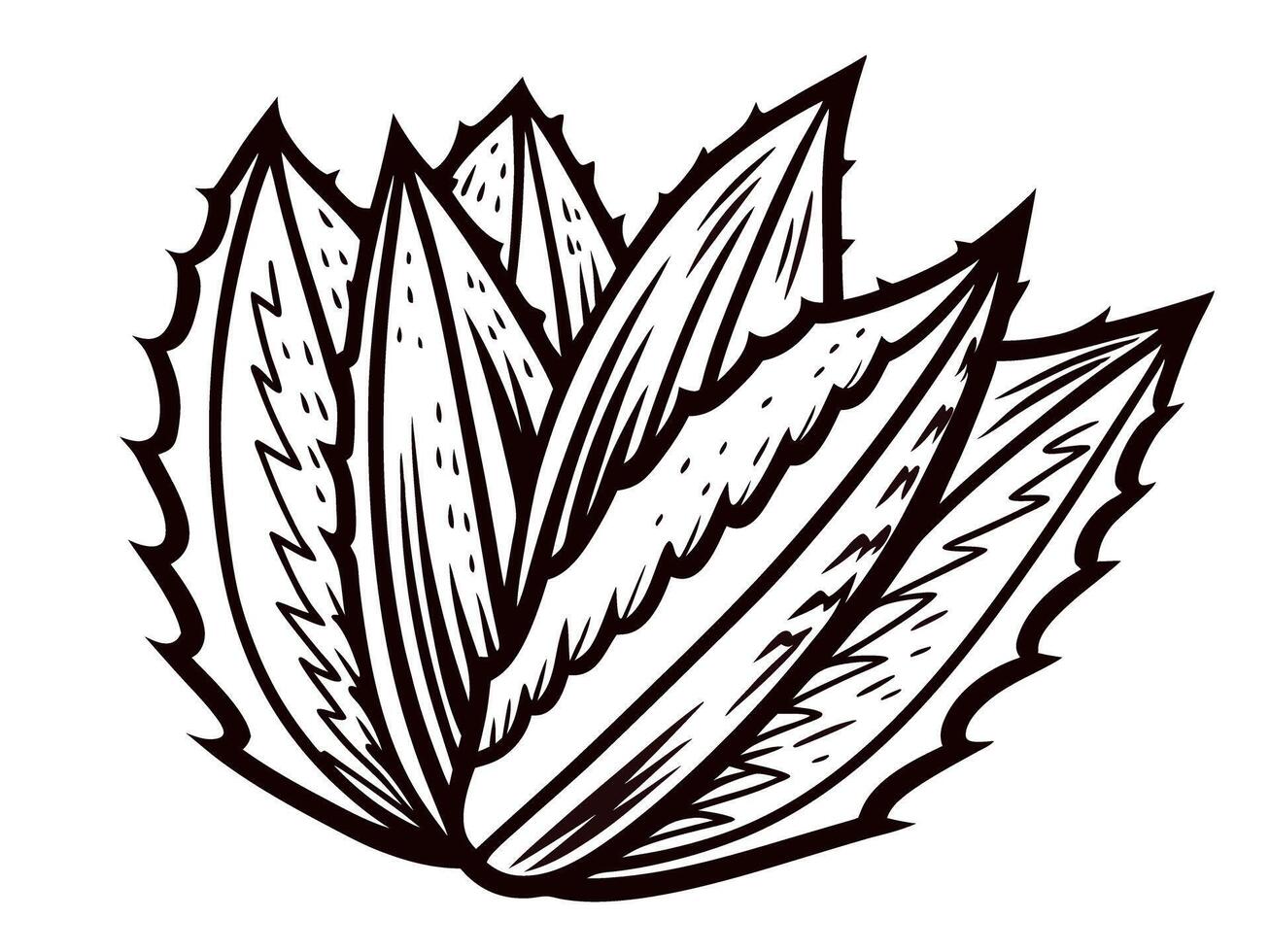 Detailed line art of aloe vera plant with spiky leaves in monochrome design vector
