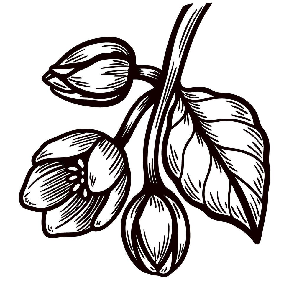 Botanical of blooming flower buds and leaves in black and white vector