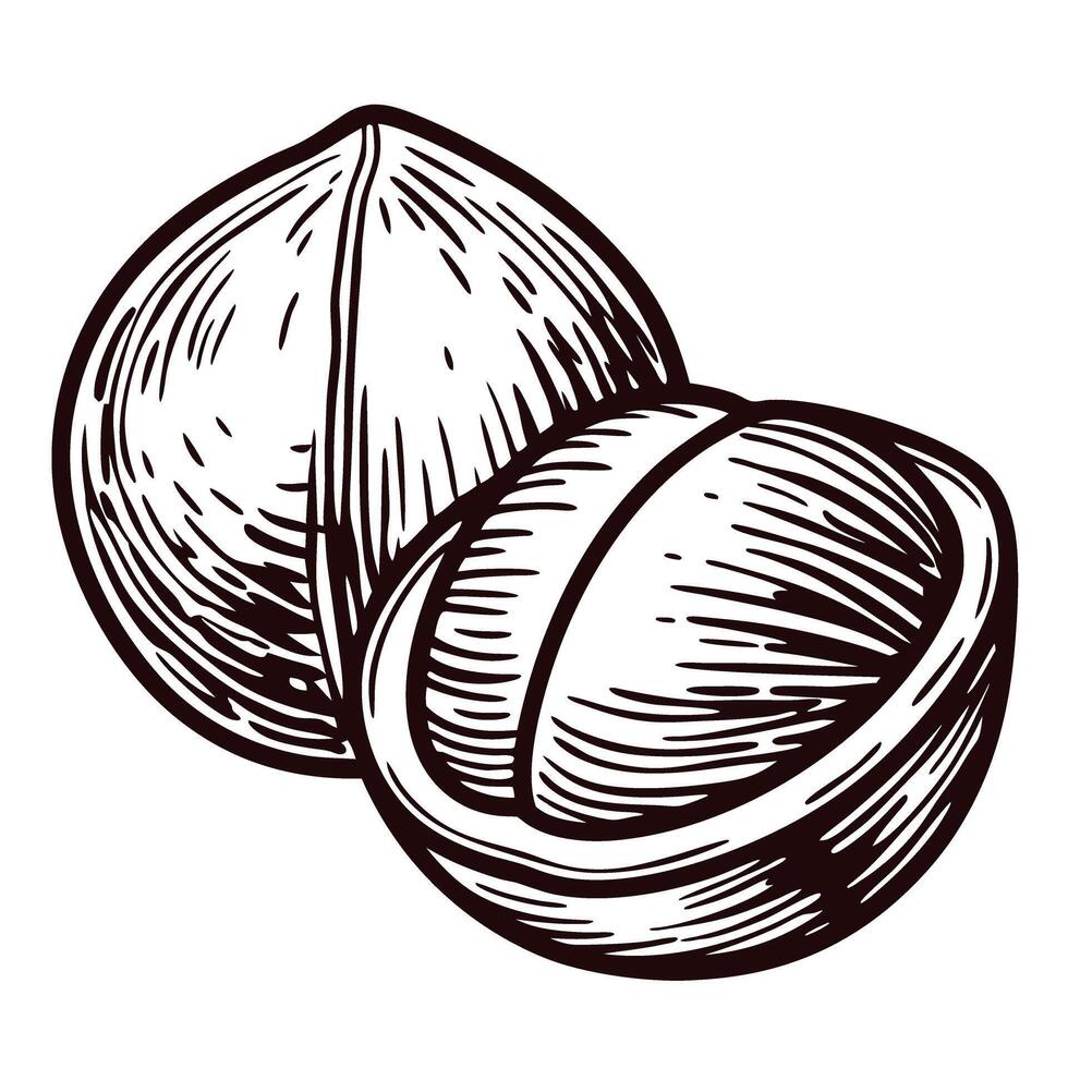 Hand drawn of two whole nuts with detailed lines and shading vector