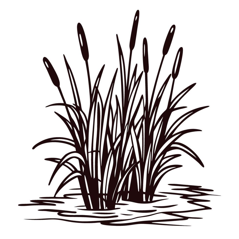 of cattail reeds growing in pond water on white background vector