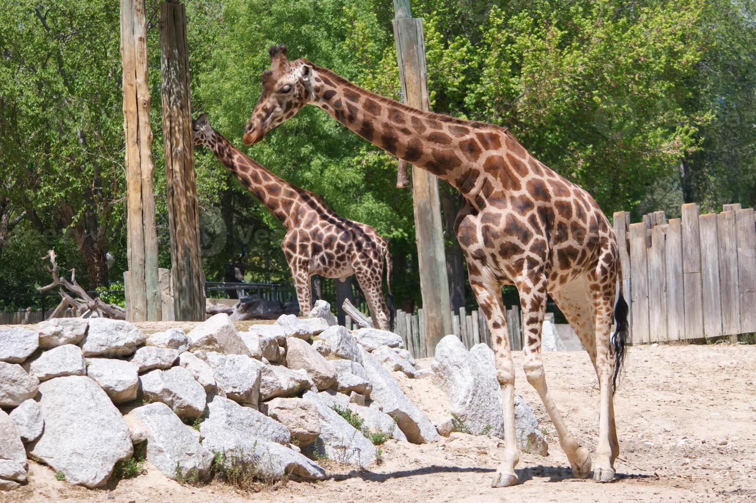 Giraffes walking near rocky terrain in a sunny animal sanctuary during midday hours surrounded by trees photo
