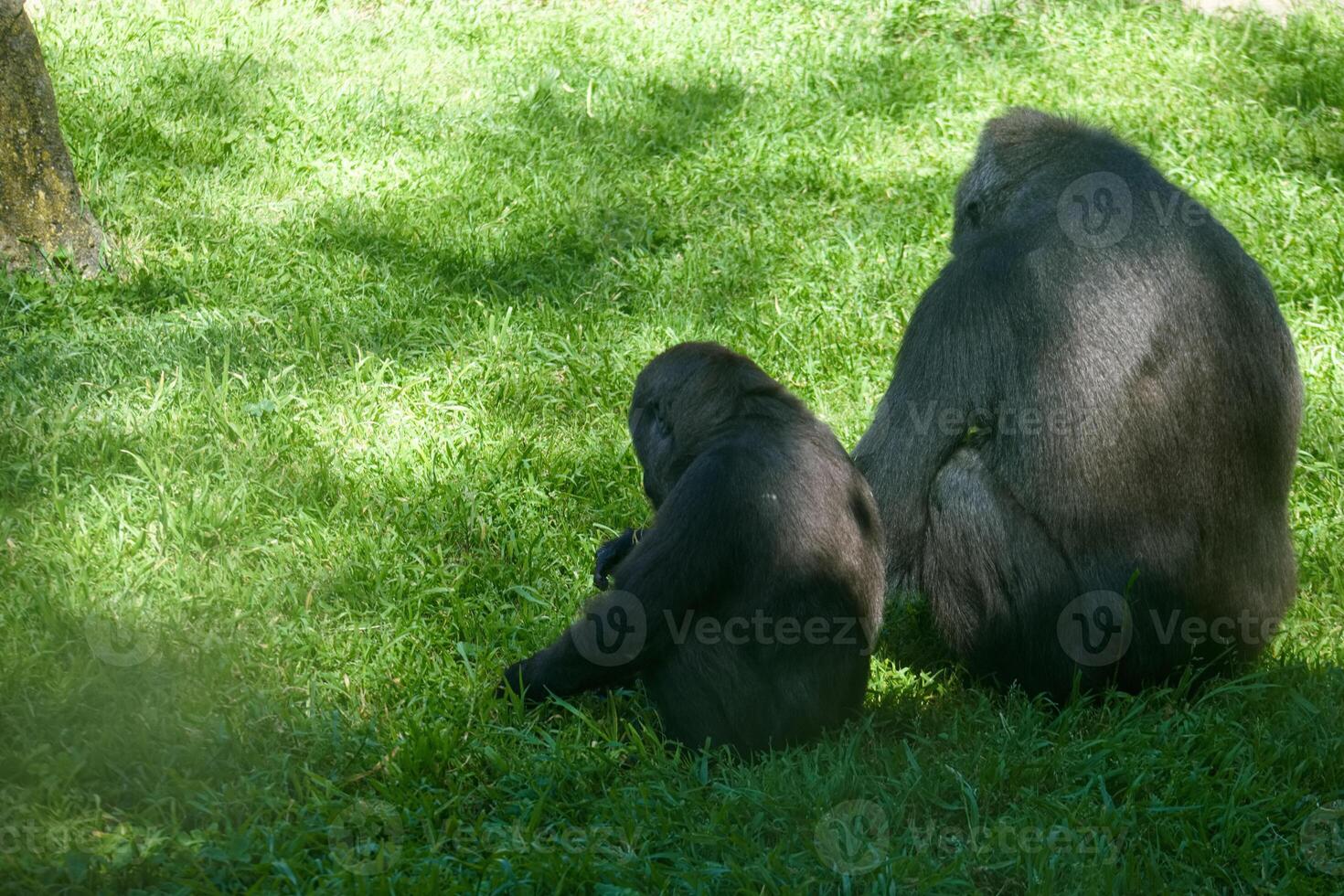 Mother and baby gorilla resting together in a lush green habitat during a sunny day photo