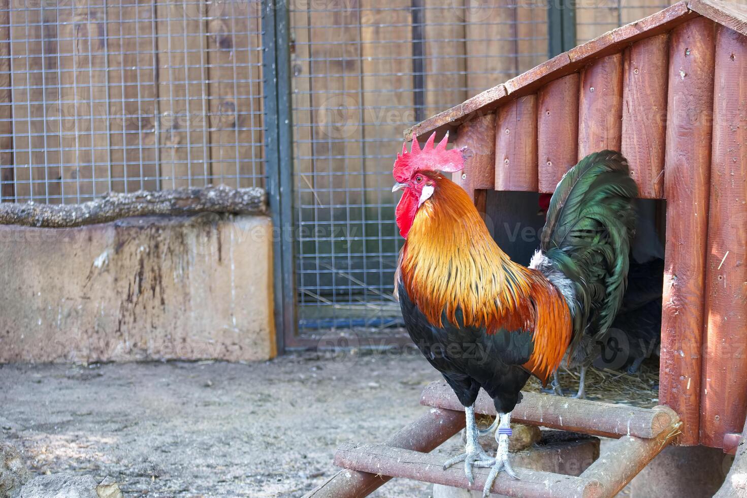 Colorful rooster standing at the entrance of a wooden coop in a farmyard setting during daytime photo