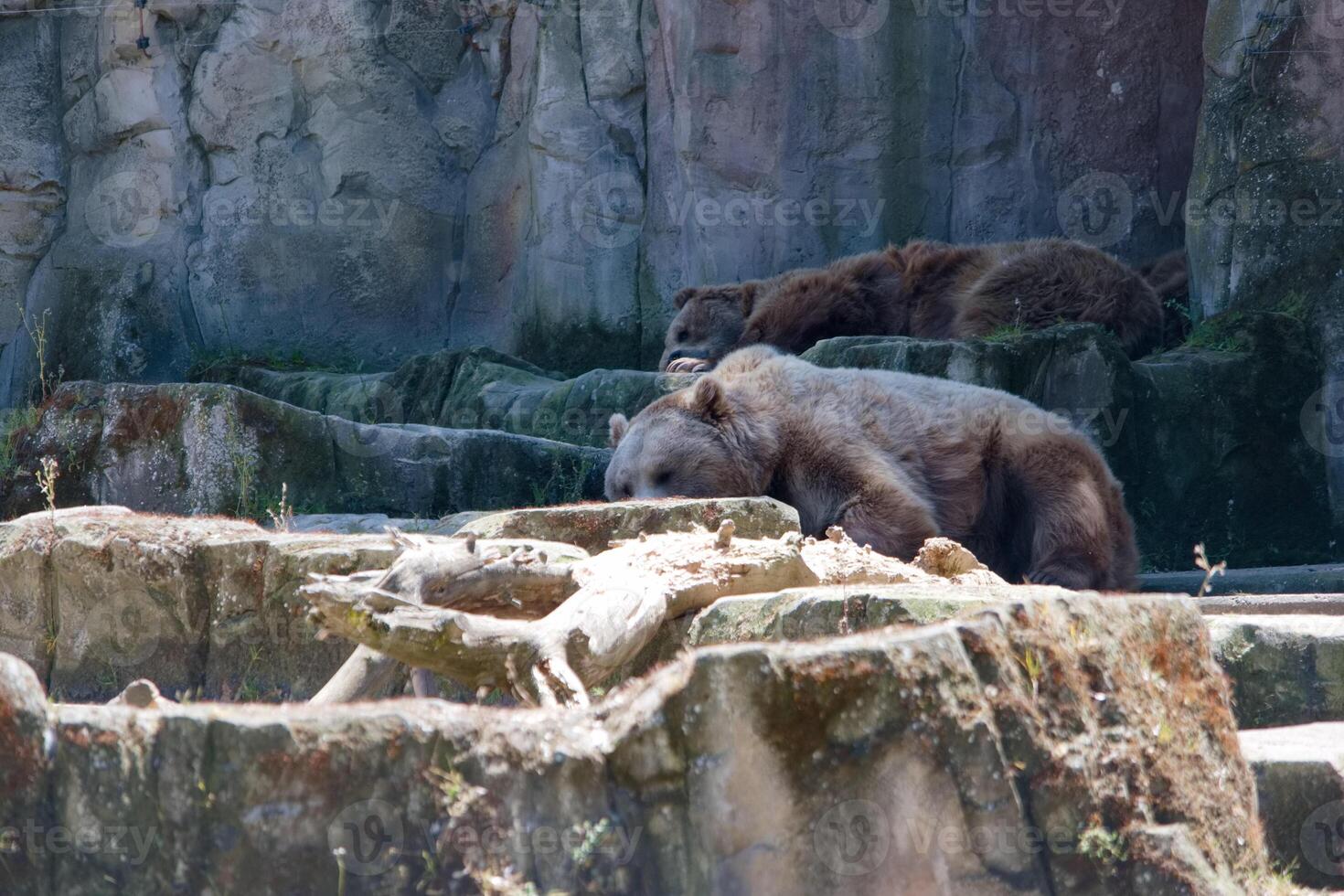 Bears resting on rocky terrain in a natural habitat at a wildlife sanctuary during a sunny afternoon photo