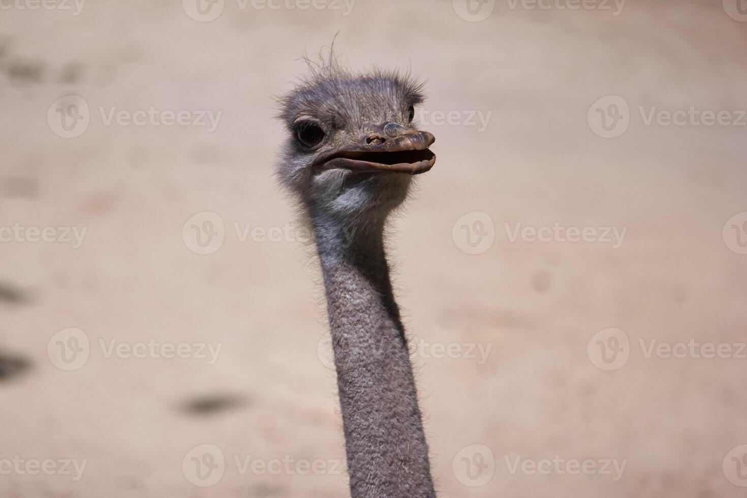 Ostrich with unique features in natural habitat during daytime photo