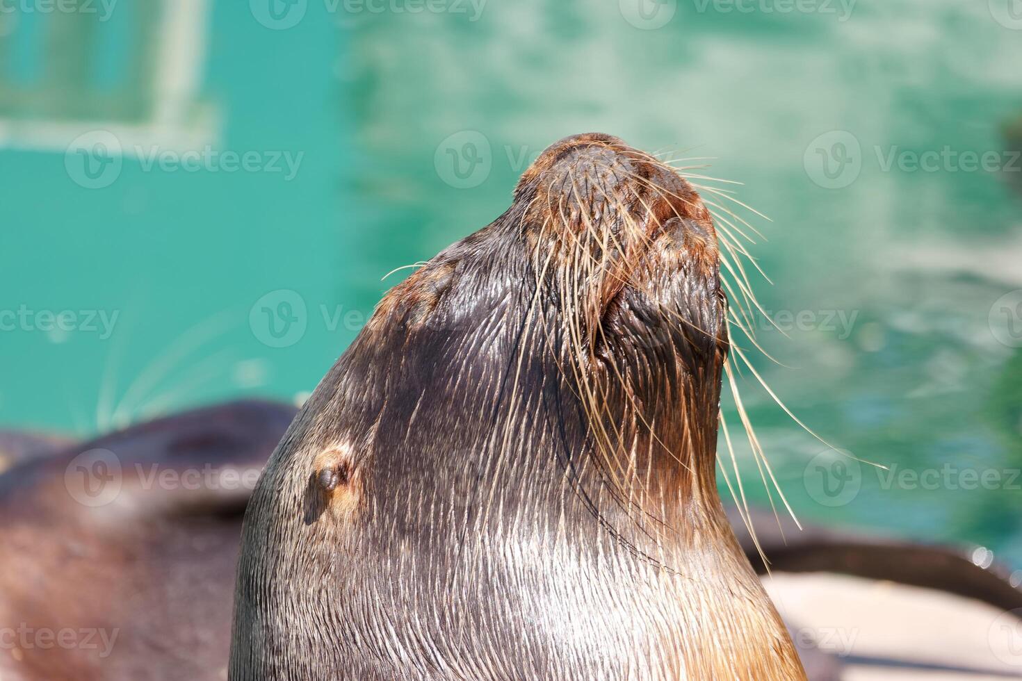 Sea lion resting by water at a sunny location during daytime photo