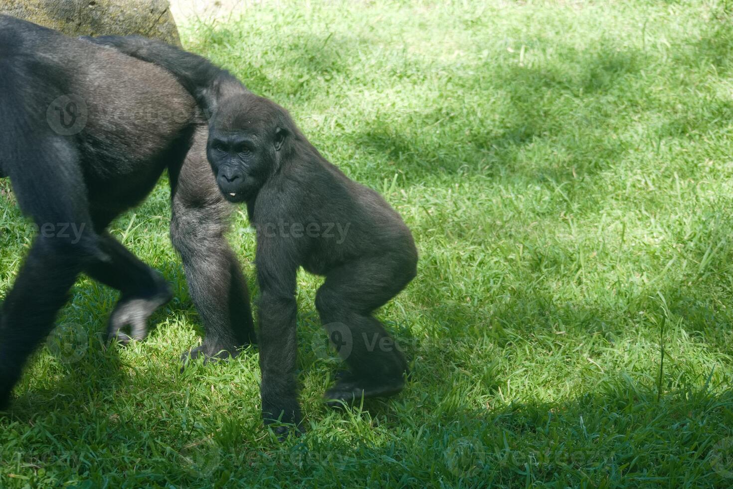 Young gorilla playing and exploring the grass with an adult in a sunny outdoor habitat during the day photo