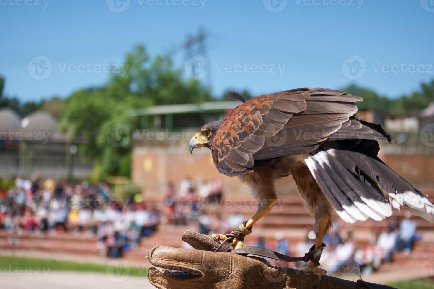 Majestic bird of prey perched on handler's glove at outdoor falconry event during sunny day photo