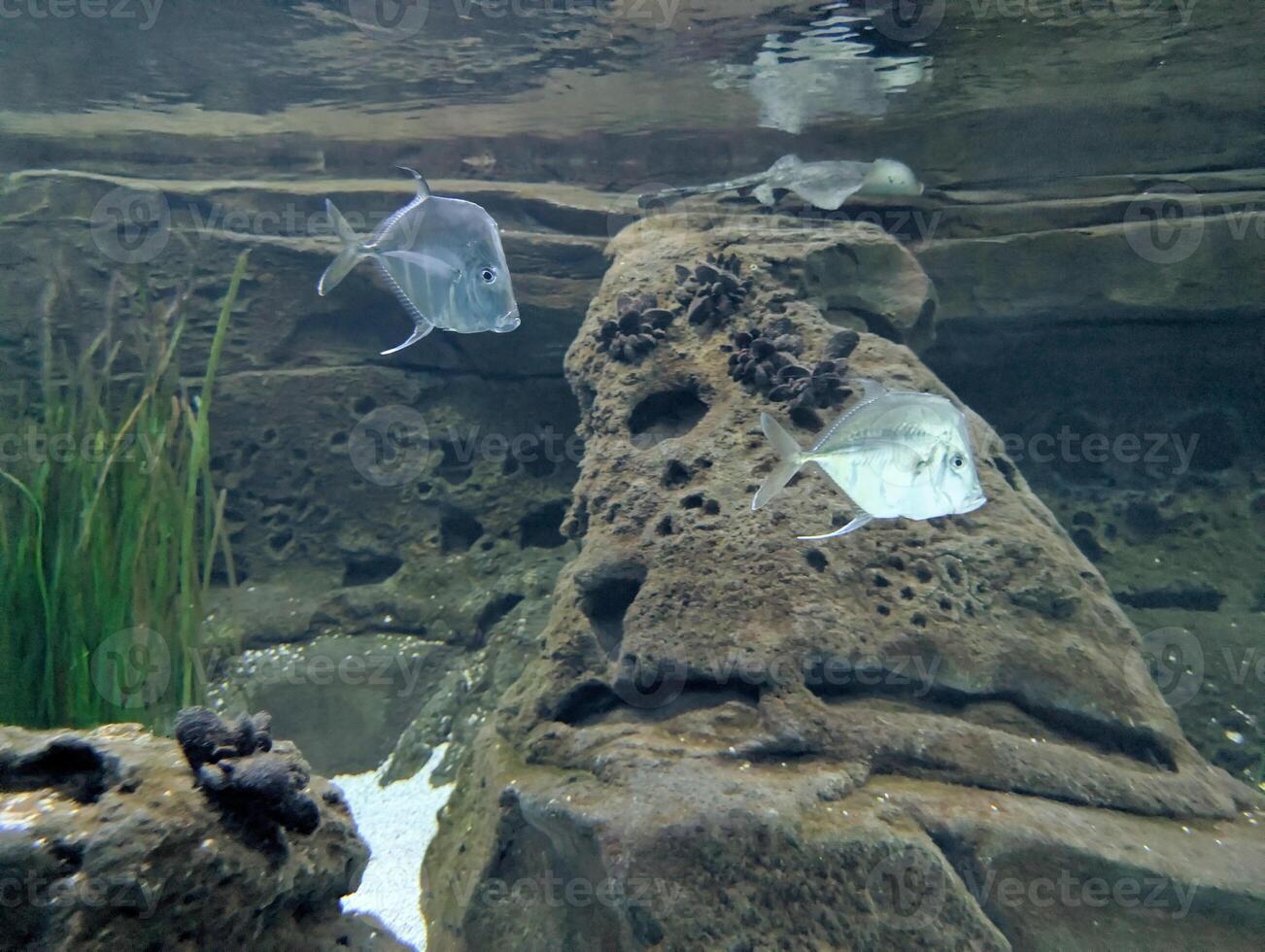 Underwater view of tropical fish swimming near rocky formations in an aquarium during daytime photo