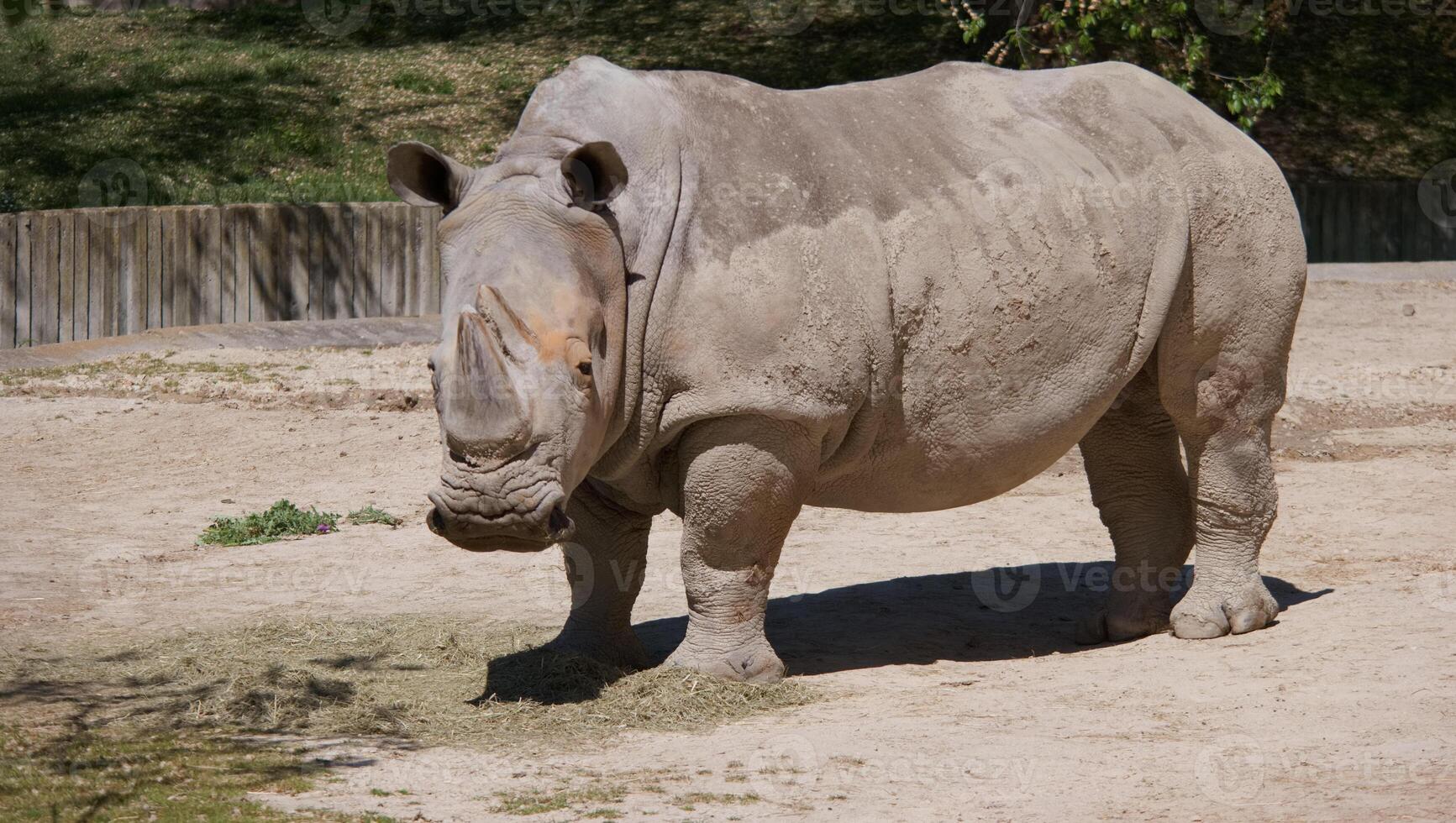 Rhino walking in a natural habitat during a sunny afternoon in a wildlife reserve photo