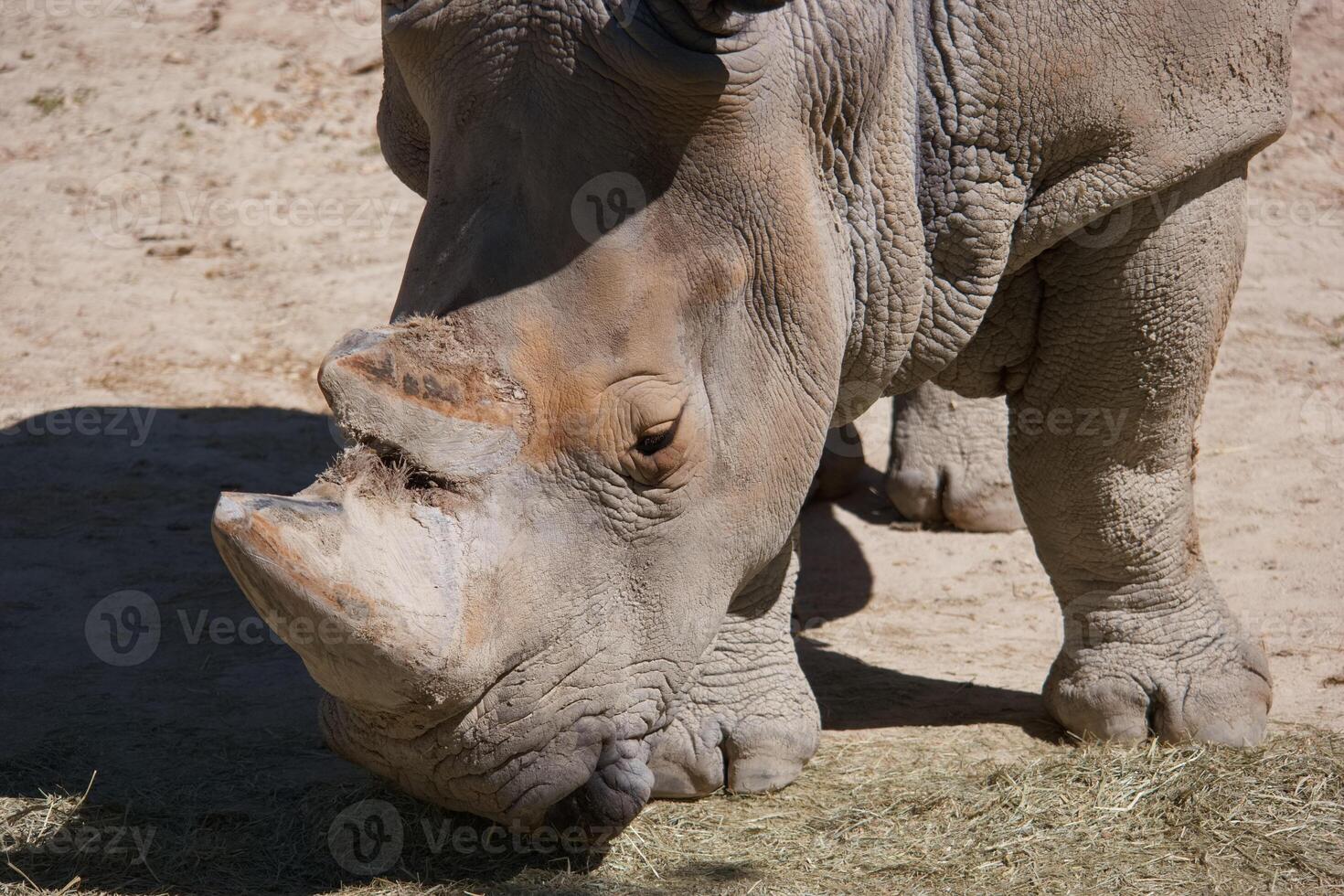 Large rhino grazing peacefully in a sandy enclosure during daylight hours at a wildlife sanctuary photo