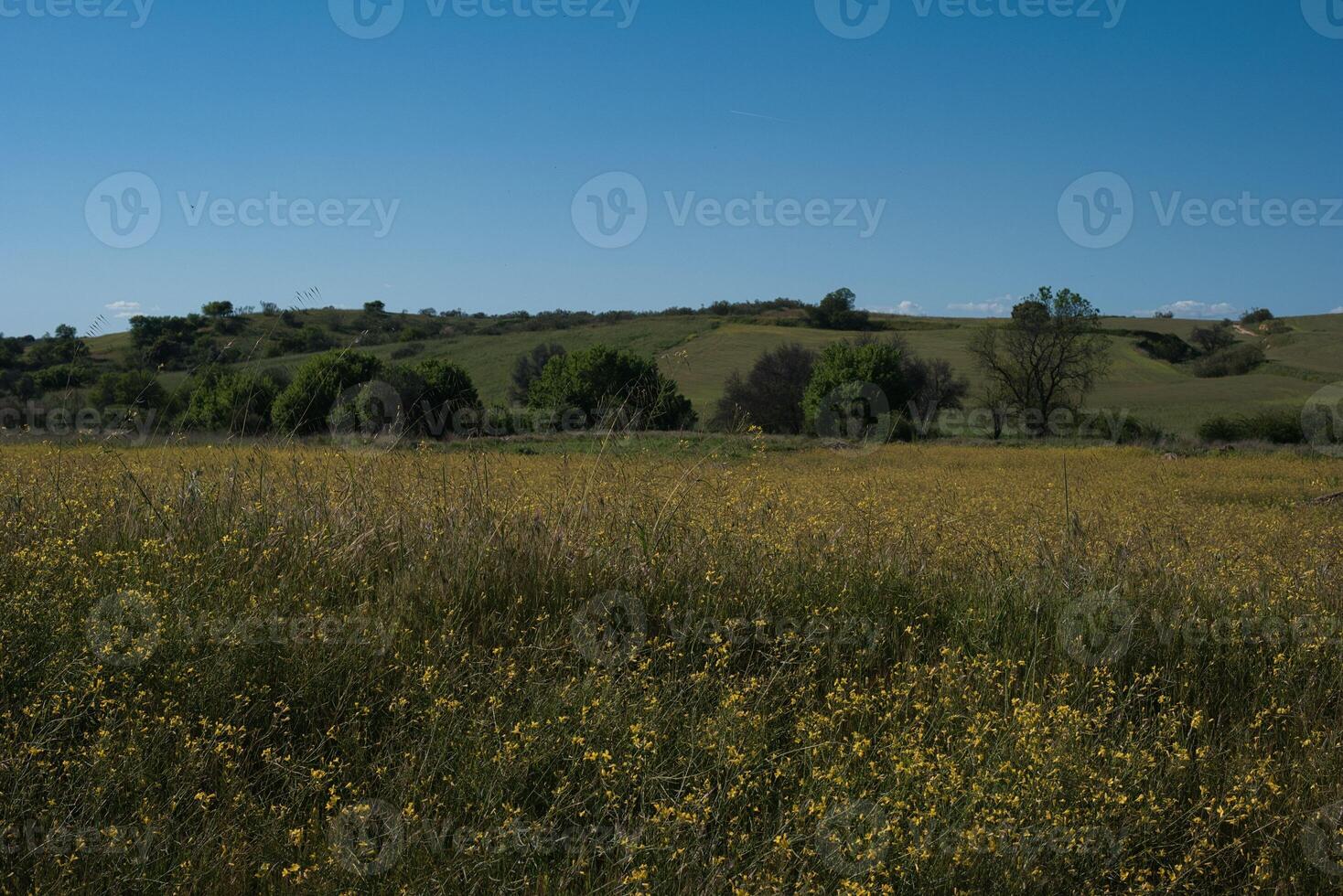Lush rolling hills covered with wildflowers under a clear blue sky during a sunny afternoon photo