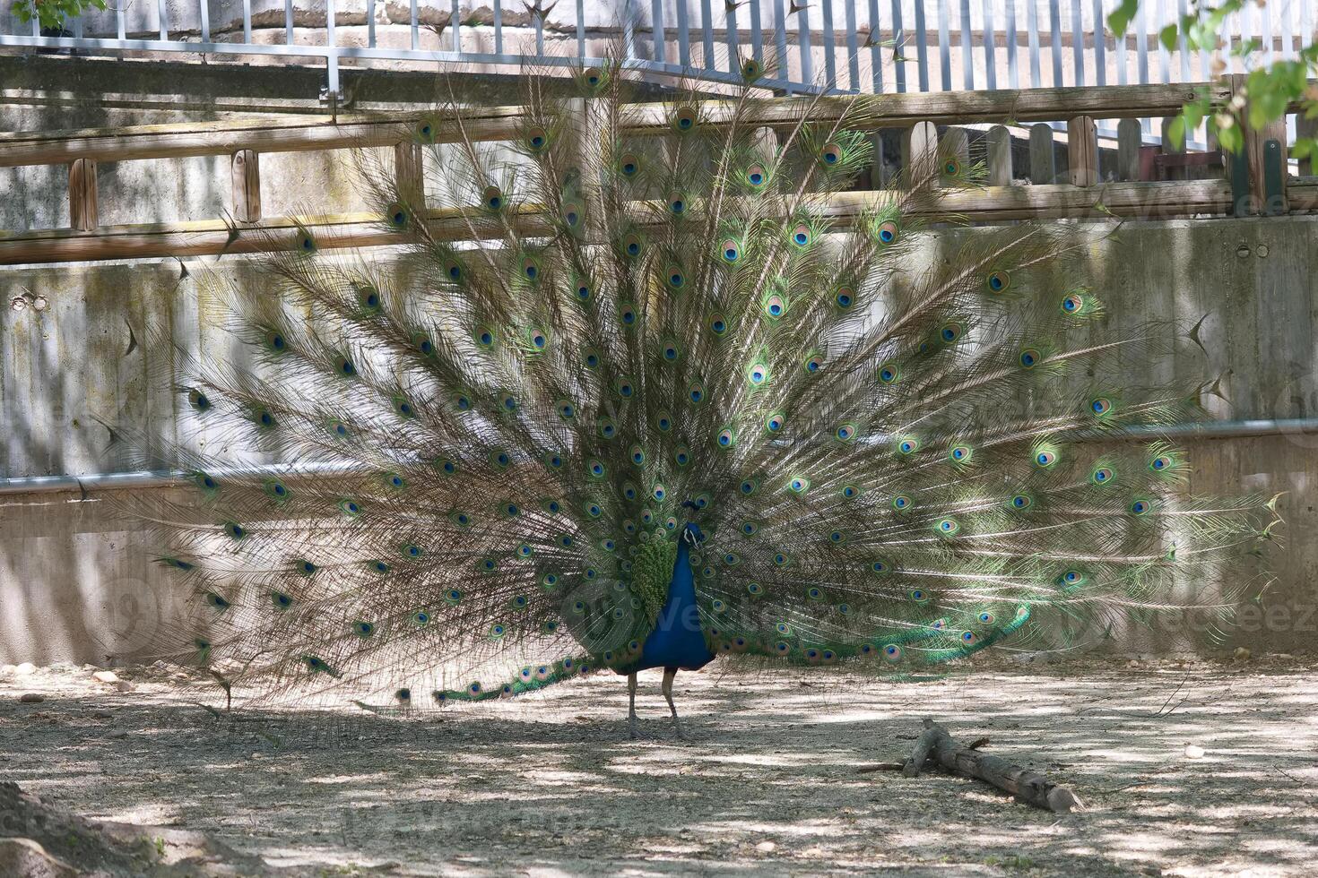 Vibrant peacock displaying its magnificent feathered tail in a natural setting near a wooden fence during daylight photo