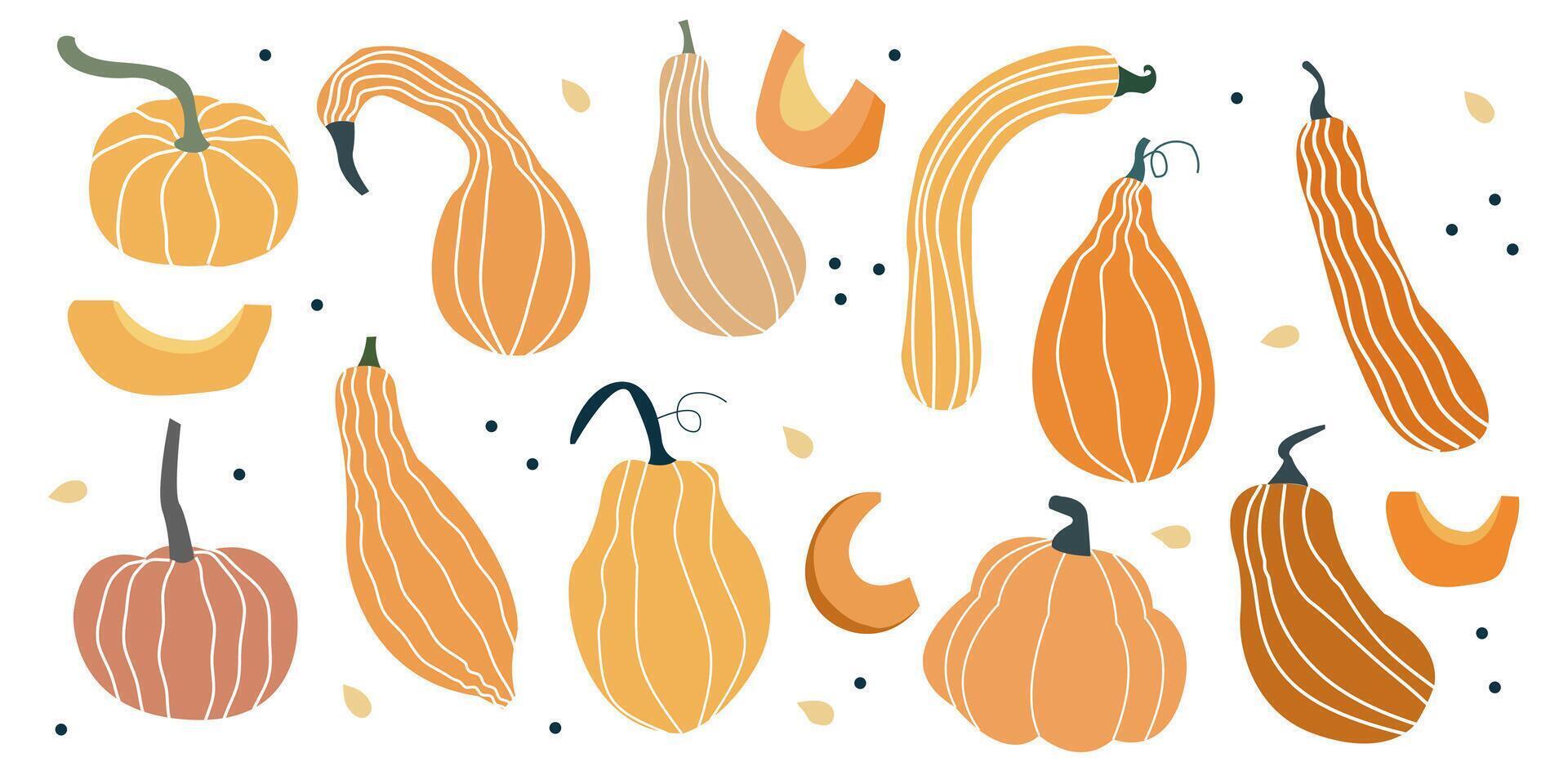 Hand drawn pumpkin. Autumn harvest squash illustration for fall decor, crafts, Thanksgiving invitations, recipe cards and stickers. vector