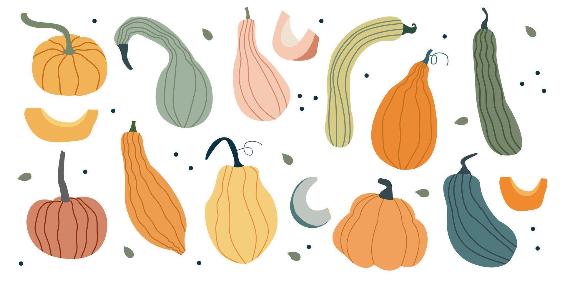 Hand drawn pumpkin. Autumn harvest squash illustration for fall decor vector