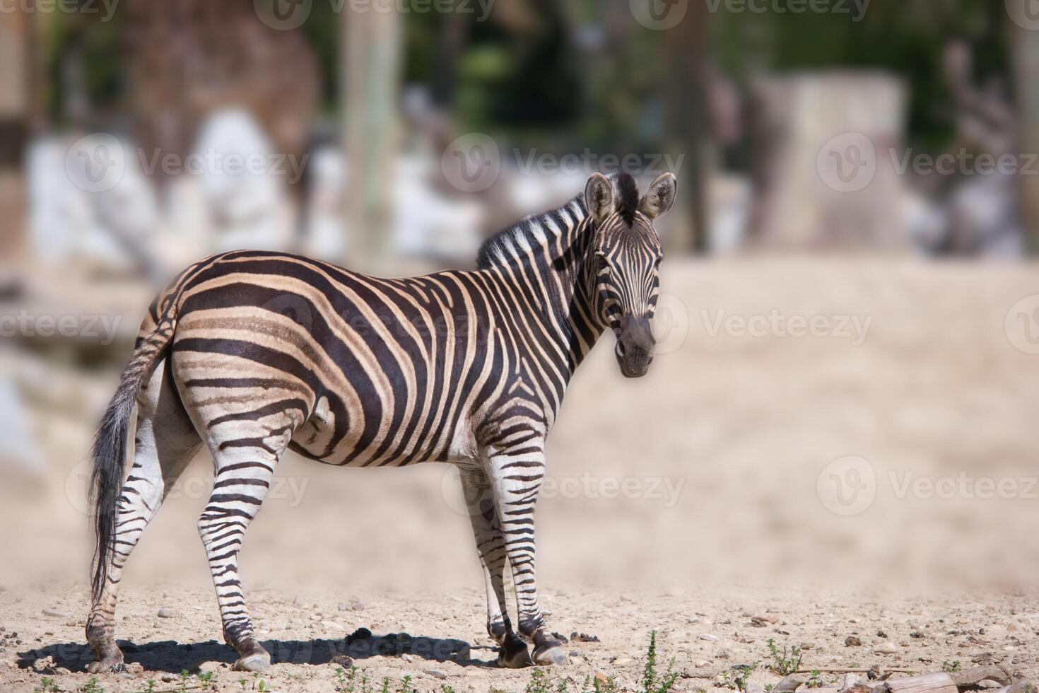 Zebra stands gracefully in a natural habitat, showcasing its distinctive black and white stripes in bright sunlight photo