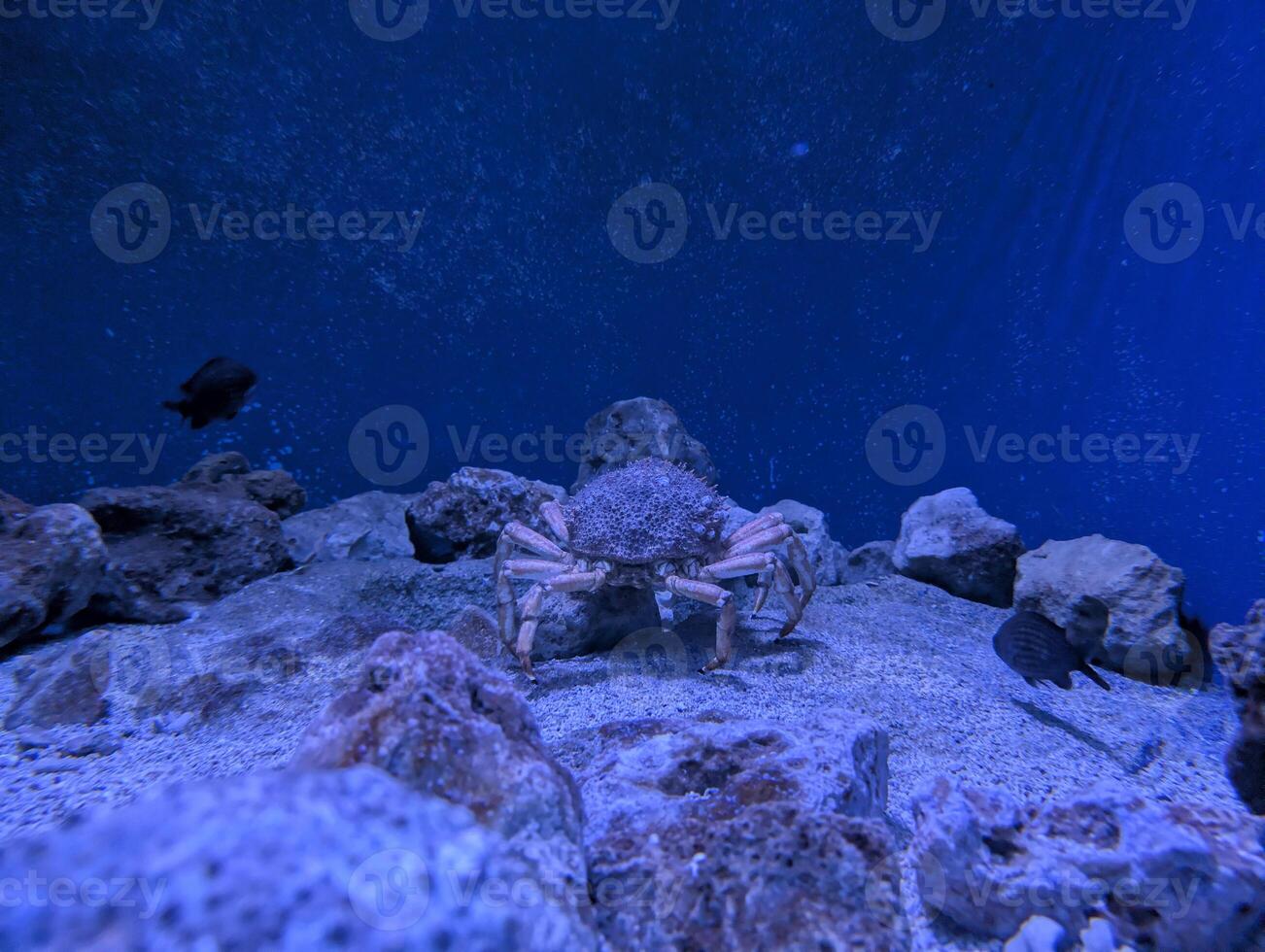Underwater exploration of a crab moving through rocky seabed at an aquarium during daylight photo
