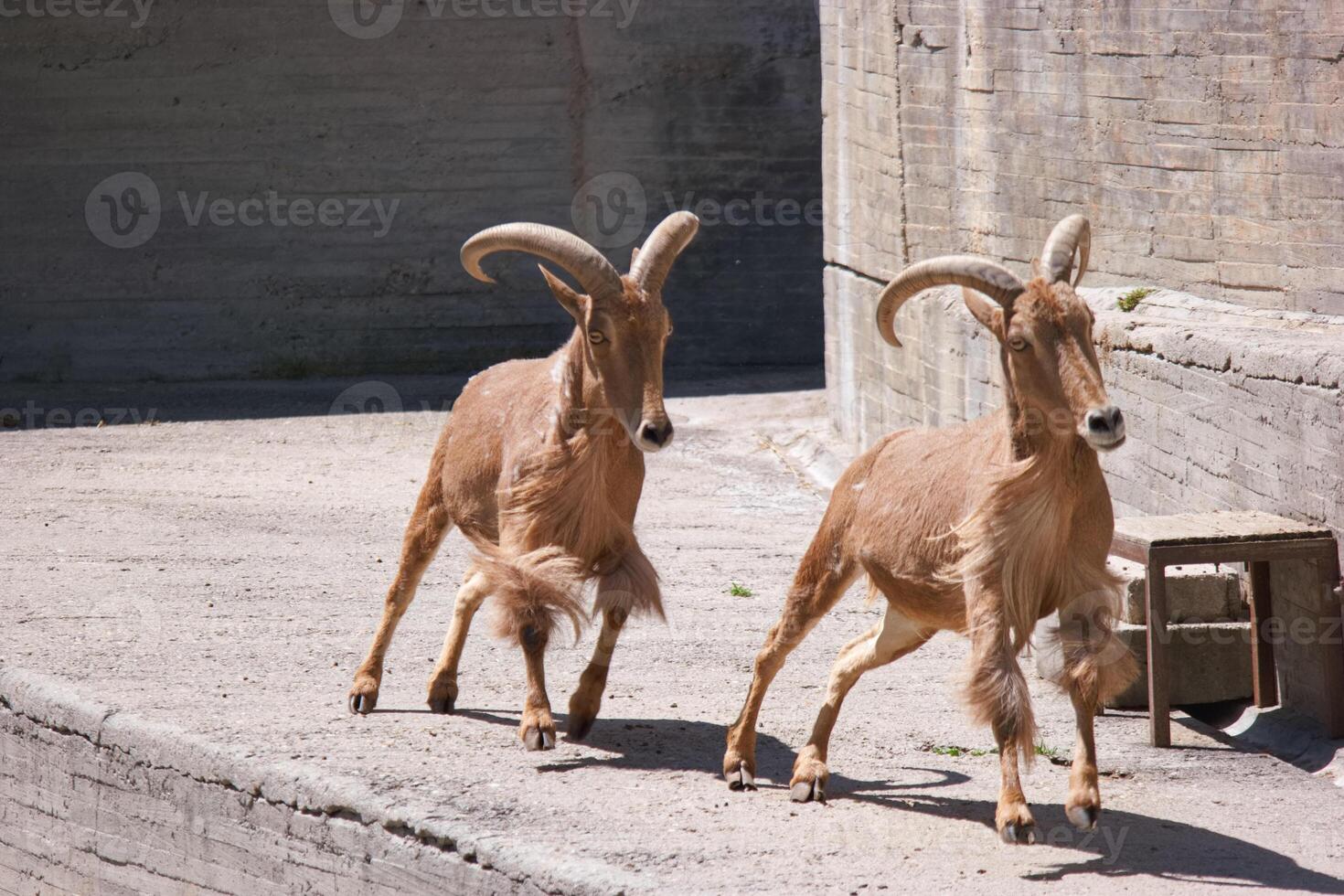 Two goats running along a concrete path in a sunny animal enclosure during the afternoon photo