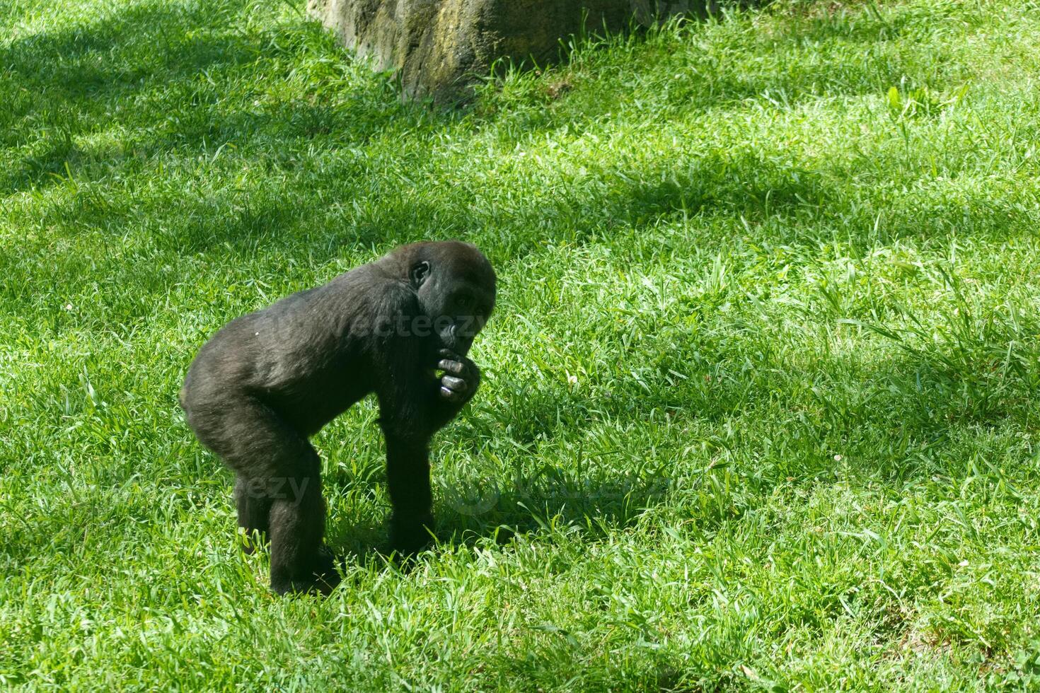 Young gorilla explores grassy area while curiously observing surroundings and enjoying snack during daytime in a natural habitat photo