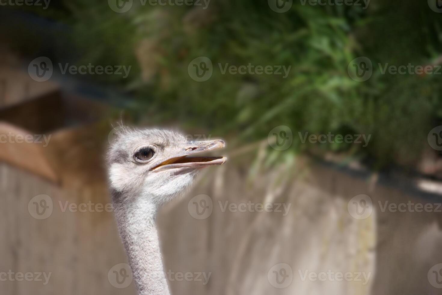 Young ostrich peeking during daytime in a natural habitat with greenery in the background photo