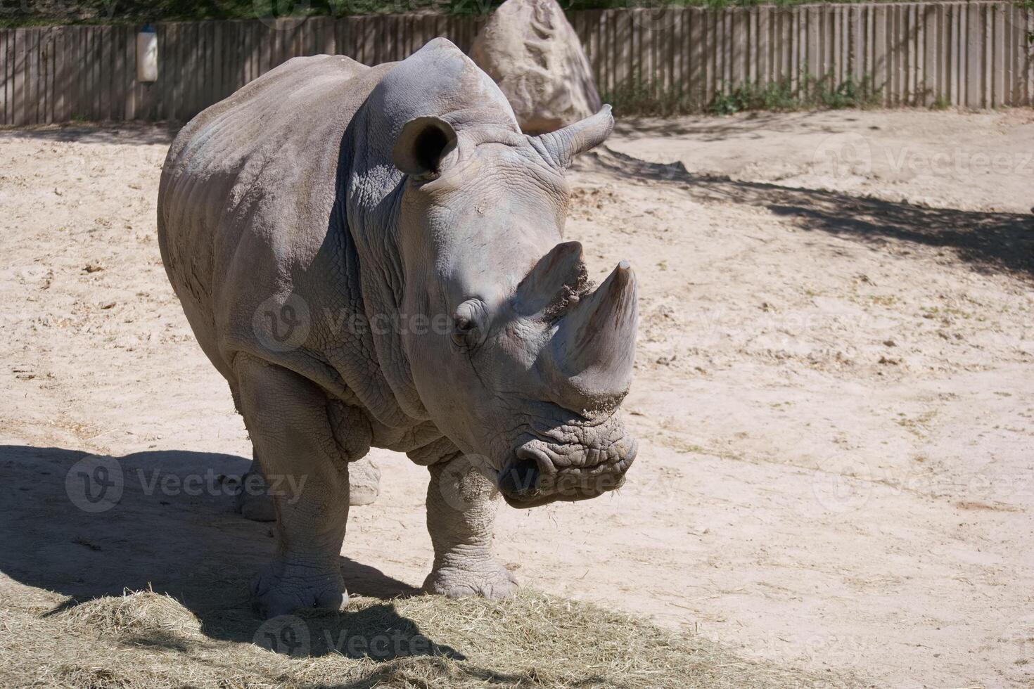 Large rhinoceros walking in an enclosure during daylight at a wildlife sanctuary in summer photo