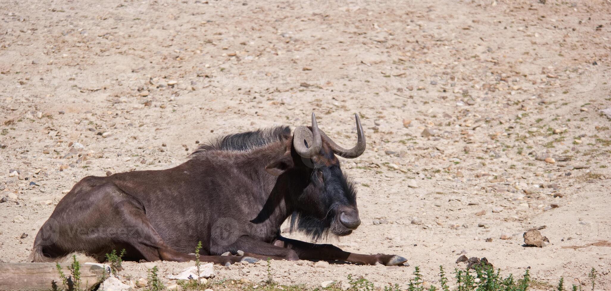Wildebeest resting peacefully on sandy ground in the savanna during a sunny afternoon in Africa photo