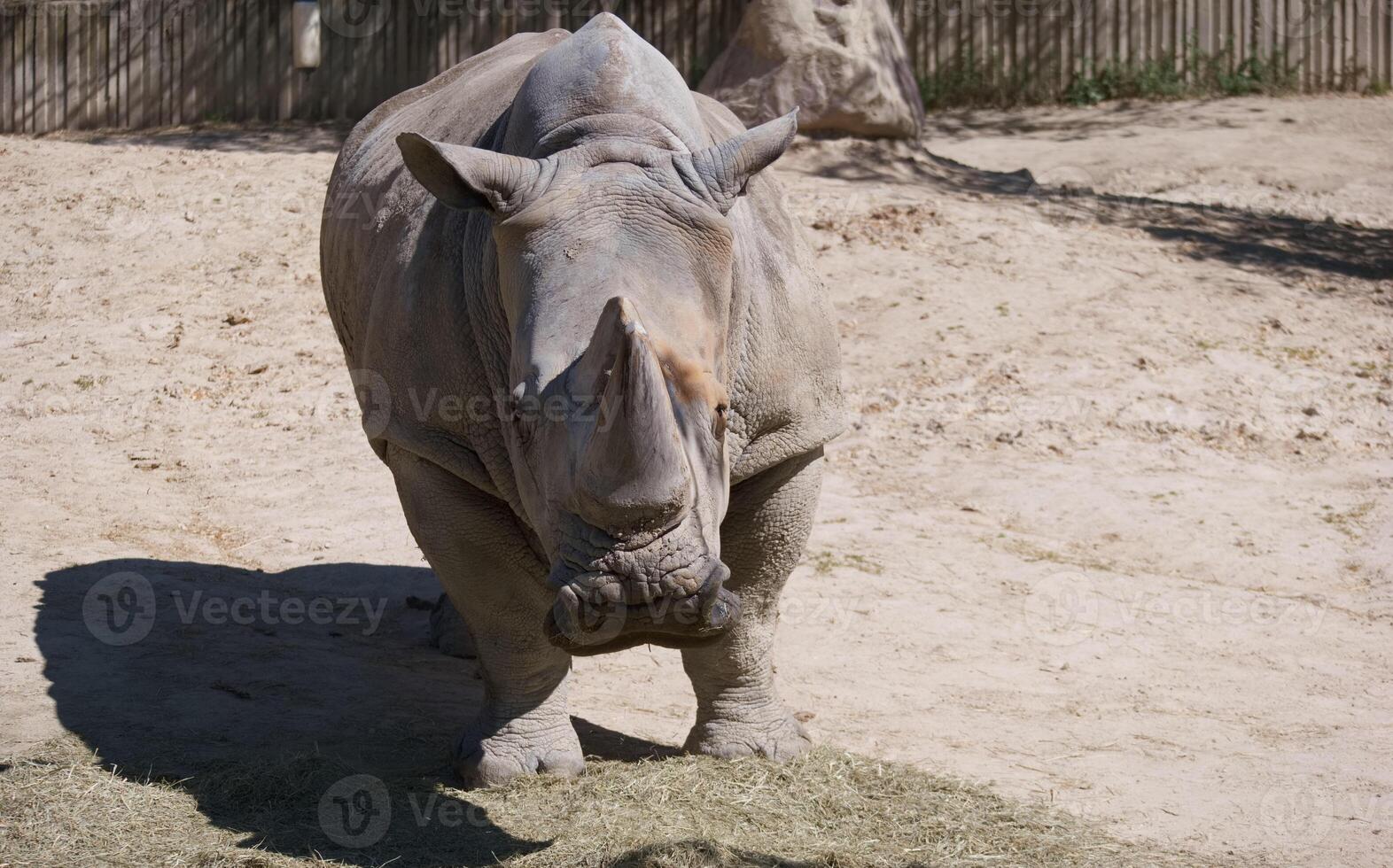 Rhinoceros standing calmly in sandy enclosure at wildlife sanctuary during sunny day photo